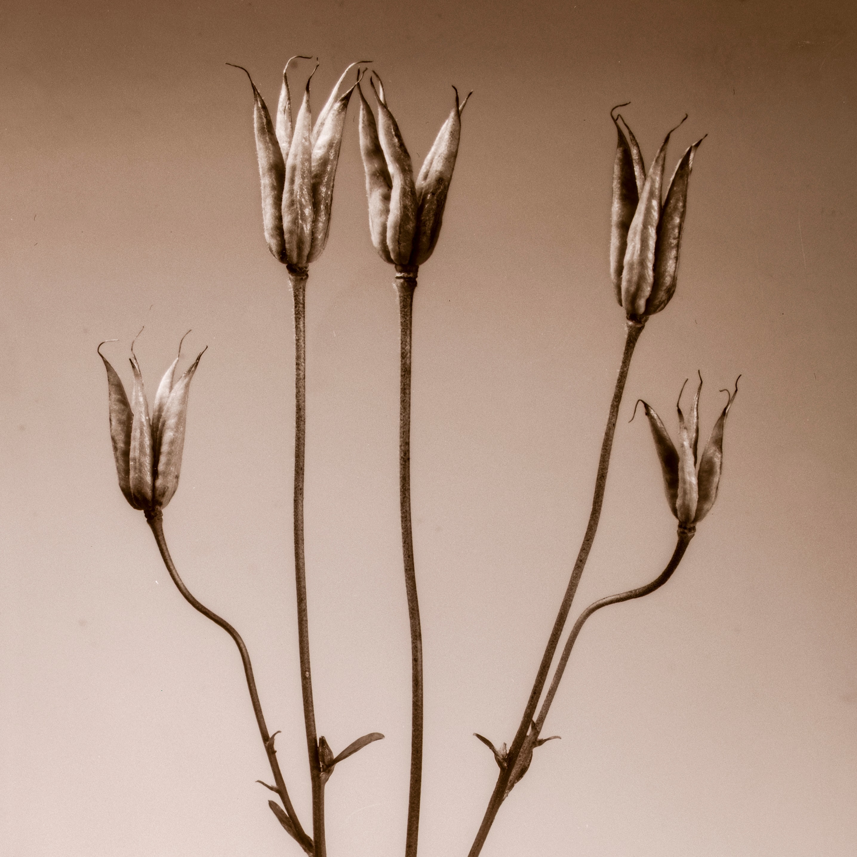 More from the garden today - cut and brought into the studio out of the gales! Tried a range of lenses but nothing I have betters the early 1900s glass for this kind of work. #largeformatcamera 6.5x8.5” x ray film negatives. F64 and 15 to 30s exposures.