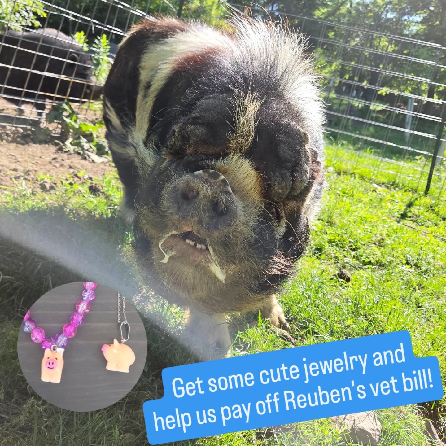 How cute are these piggy charms?! Reuben still owes $400 to our vet for his latest makeover. Lucky for us, a local young entrepreneur offered help 🩷👧🏾
Brynley and her mom visited our rescue on Mother's Day and had a wonderful time meeting all of our pigs. We learned about all the good Brynley have done by making custom jewelry for local nonprofits.
For $15, you can choose a necklace or bracelet, and even customize the bead colors. 100% of the proceeds go to Reuben 🐷
Send $15, your jewelry choice, and your address through PayPal, Venmo, CashApp, or Zelle below:
🐷 bit.ly/supportPSR
🐽 Venmo @pigsburghsquealers
🐽 Zelle Pigsburghsquealers
🐽 PayPal (fee) paypal.me/pigsburghsquealers
🐽 CashApp $PigsburghSquealers
🐽 Mail a check bit.ly/supportPSR
Reuben says, "Thoinks!" to Brynley and our supporters!
#vetbills #kunekune #piggy #animalrescue #tgif