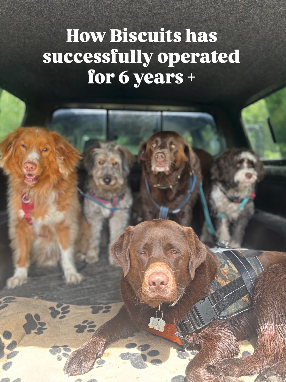 I've learnt A LOT over the past 6 years in business, and running a dog walking company for this long has been humbling in so many ways.
The biggest lesson? Never underestimate the responsibility that comes with someone trusting you with their baby.
It's not just a walk. From the moment I collect a dog, their owner is placing an enormous amount of trust in me, and that's something I never take lightly. Every dog in my care is treated as if they were my own.
The slides speak for themselves, but whoever you choose to trust with your dog, make sure their heart is truly in it. Our dogs are far too precious to be just another number or another booking.
Whistler has gained some amazing dog walking companies over the years, and that's a wonderful thing. Find the one that feels right for you and your dog.
Every dog is an individual. What works for one won't work for another — and that's completely okay. The most important thing is that wherever they go, and whoever they're with, they're safe, understood, respected, and getting all the love they deserve.
Thank you to every client who has trusted me with their four-legged family members over the last 6 years. It means more than you'll ever know. ❤️🐾❤️
#biscuitspetcare#dogwalkingbusiness#dogwalkerofinstagram#whistler#dogwalkerslife