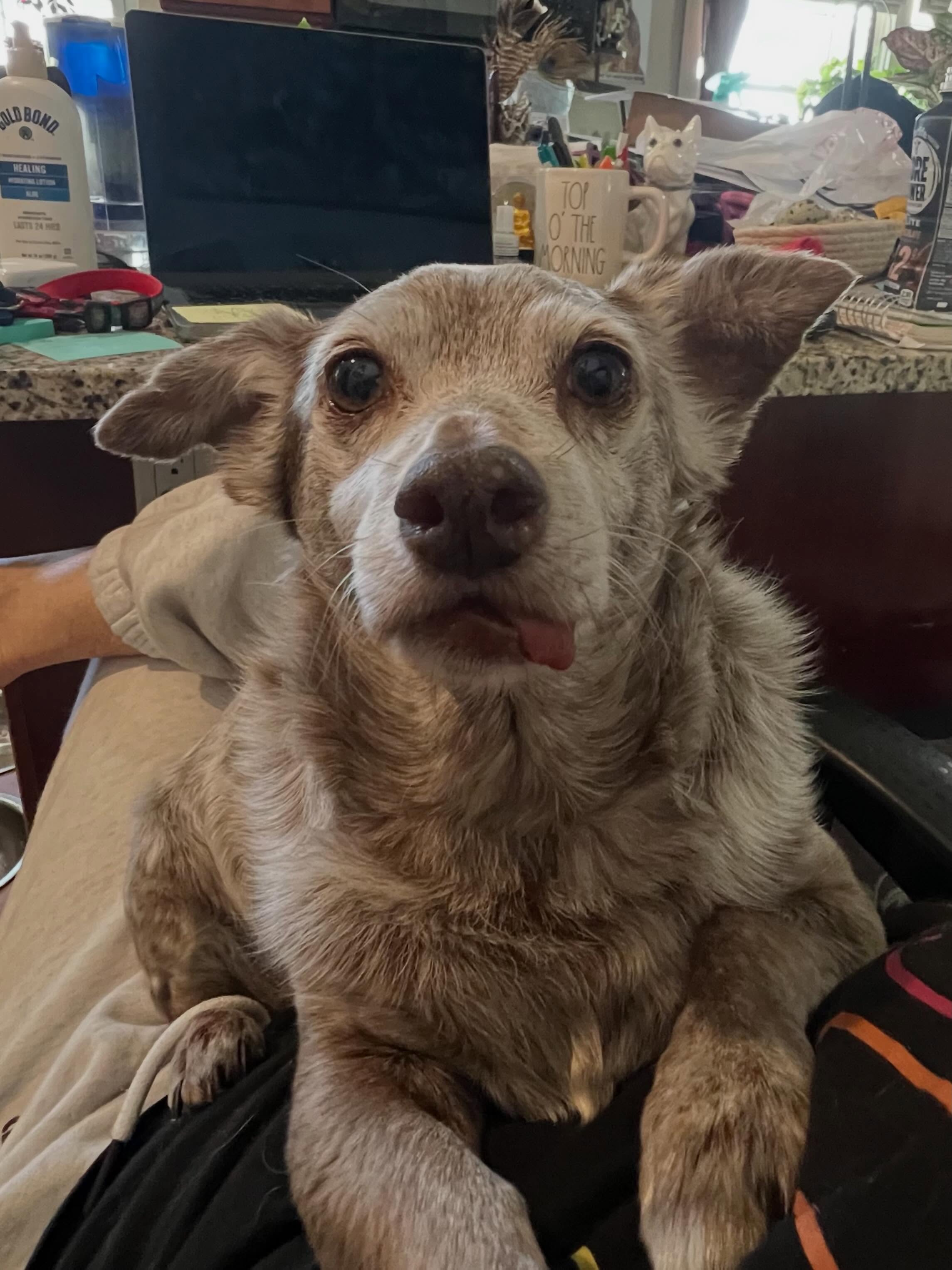 Cardiologist appt in two weeks for this handsome hunk, heart murmur and coughing ☹️ #seniordog #seniordogrescue #seniordogsanctuary #goodboy #lovehim