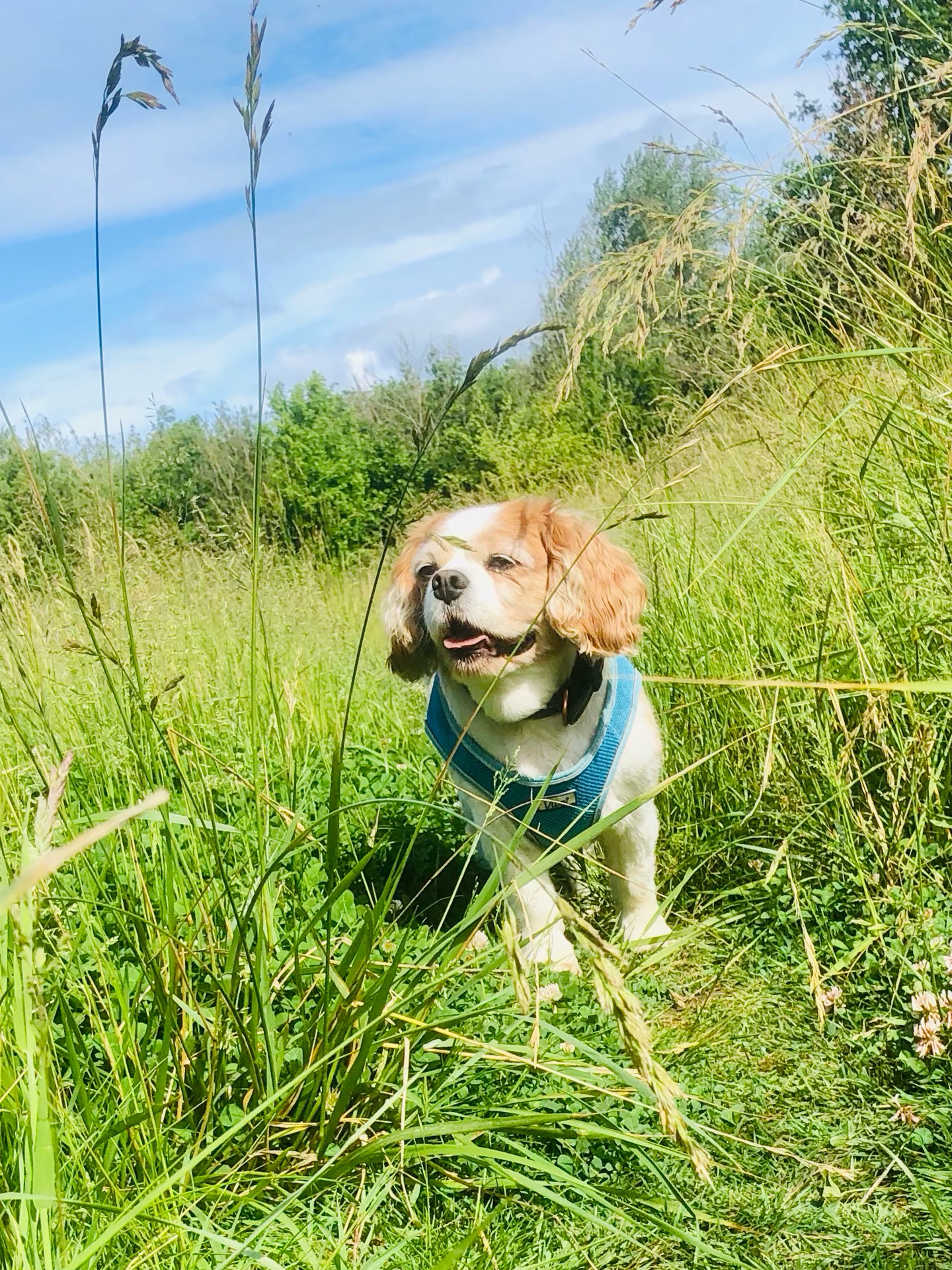 ❤️
If your dog would like to have a walk with us then contact us at www.ardendogwalking.co.uk and check out our half-day experience.
#ullenhall #tanworthinarden #hockleyheath #henleyinarden #dog