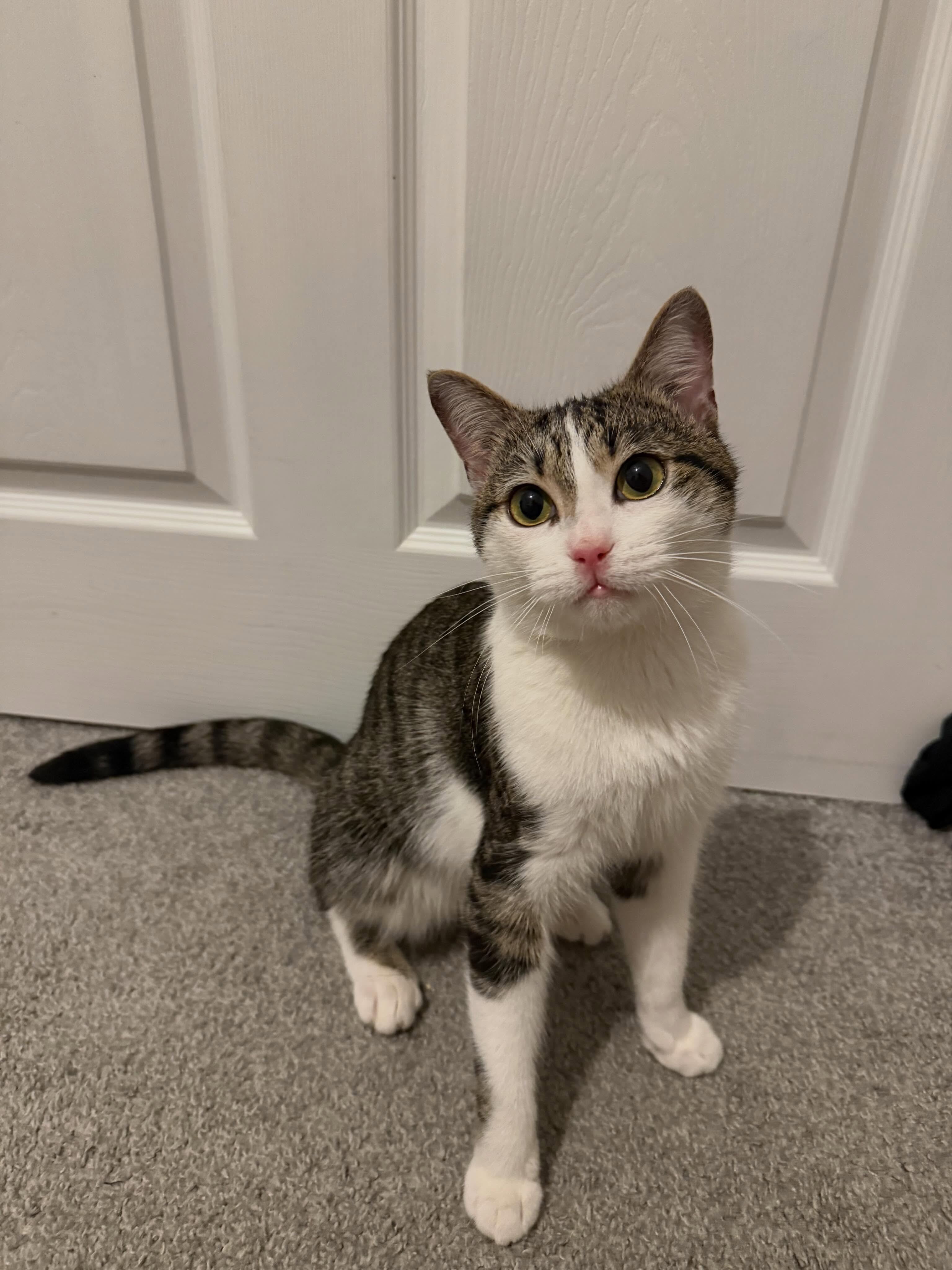 Arnold is feeling so much better! Talk about a glow up! ✨🐱 Arnold is healthy enough to get neutered next week! 🎉 We will then begin the search for his forever home!