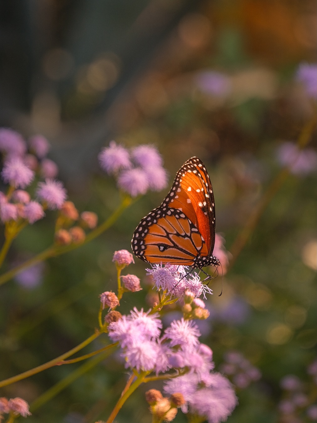 To honor my dad on his birthday we went to @dbgphx since he loved plants and nature so much. We thought it was the best place to go. Somehow they were having a free admission day ON his birthday. A sign? Perhaps. 😏 I took my fave photos ever of butterflies that day and butterflies always make me think of my dad. 😭😭
Since he passed I’ve had so many butterfly experiences where I feel my dad’s energy is near. When he was fighting the brain cancer we used to sit on the back porch and watch the butterflies and dragonflies flying around the tall plants growing out of my parents pond (they built fully themselves right before his diagnosis). I will cherish those last calm and beautiful times with my dad for the rest of my life. 😭
One morning we were enjoying the pond, and a butterfly that was enjoying the bog plants, when he suddenly got emotional as he told me how proud he is of me and who I have become and how hard I’ve worked to be where I was. We were crying together and right then another butterfly arrived and started flying around with the one we had been watching. 🥹
The first time I went back home after he passed, and went out the pond to think of him, a butterfly IMMEDIATELY came and started flying around me. I’ve had countless signs of my dad’s energy still living around me since.
Thought I’d share even if it’s delayed. I have so many beautiful things to share and just not much time to these days.
