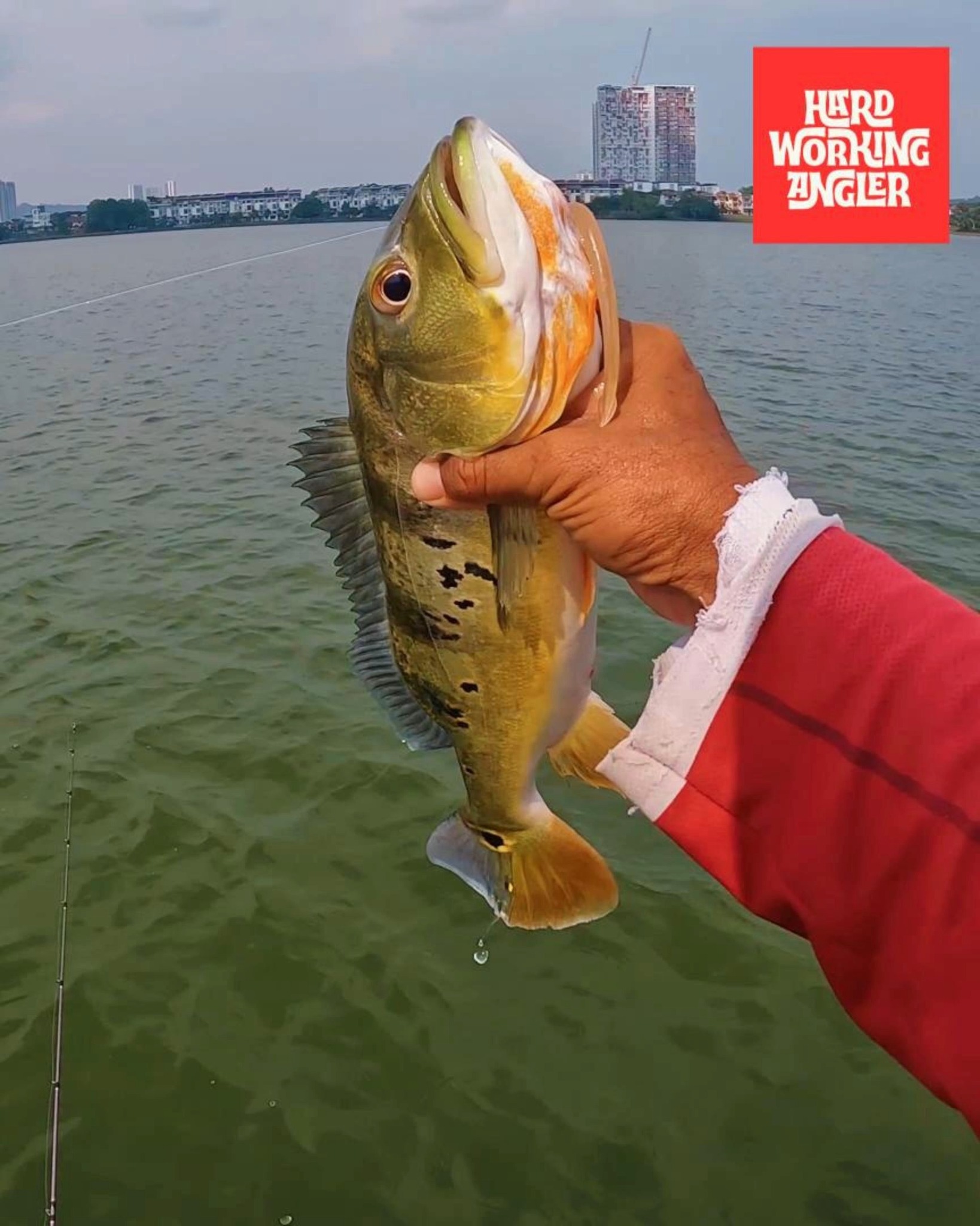 Worming for peacock bass might not be the most exciting technique, but it gets the job done when the bite gets tough. Slow presentation, subtle action, and plenty of patience. Sometimes the biggest fish come when you slow things down and let the worm do the work. #fishing #peacockbassfishingguidemalaysia #visitmalaysia #hardworkingangler #peacockbass
