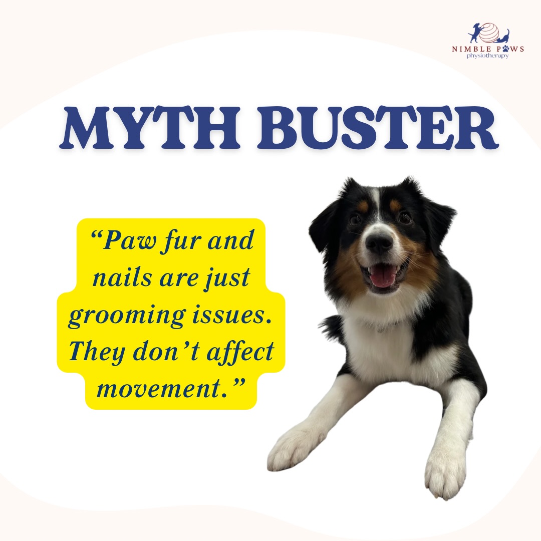 We often think about muscles 💪🏼 , joints 🦴, and movement 🐕 when discussing about mobility.
But sometimes it’s worth looking at what’s in contact with the ground first: the paws 🐾
Long nails or excess paw fur don’t automatically cause movement problems,
butt they can influence traction, stability, and
how confidently some dogs move on different surfaces.
This is especially noticeable on smooth flooring where maintaining grip becomes more challenging.
As with many things in rehab,
it’s rarely one factor alone.
Small details may not be the entire reason for a movement change,
but they can contribute to the bigger picture.
Sometimes, the simplest place to start is right under their feet. 🦮🐾
#nimblepaws #movementmatters #caninerehab #dogphysio #sgdogs