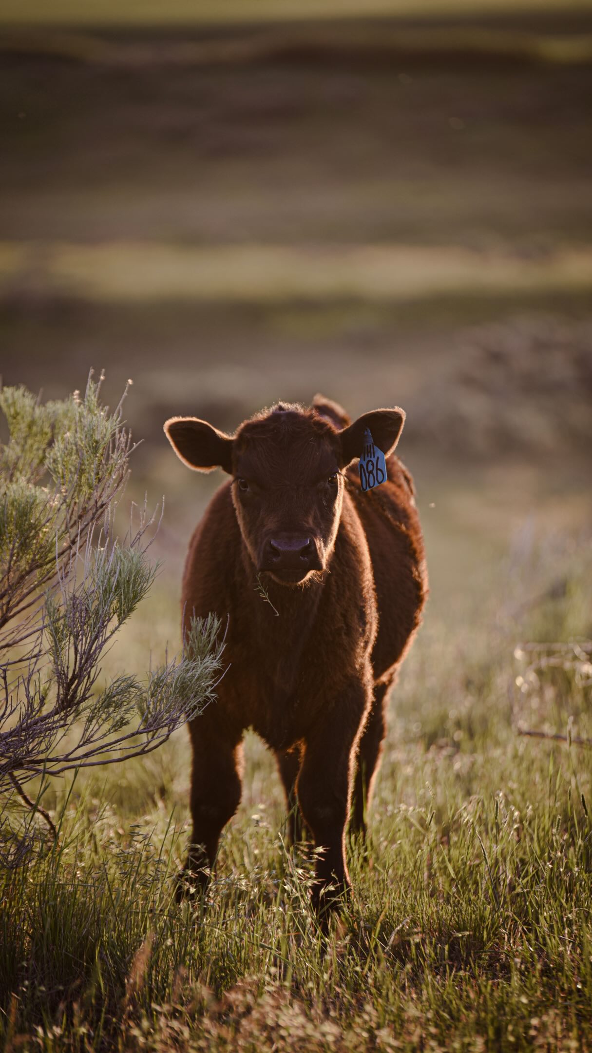 Producers work SO hard on calving, genetics, bottle feeding, pasture management, low-stress handling and hauling…
And then have a marketing plan that is incomplete or even non-existent.
As one of my farm to table clients told me, when I asked what the biggest learning curve of their operation was… “the marketing.”
Y’all are working too hard, and have too much to lose to have a lacklustre website, social media presence or website. Let’s get you online competitively & professionally. Shoot me a DM and let’s make it happen.