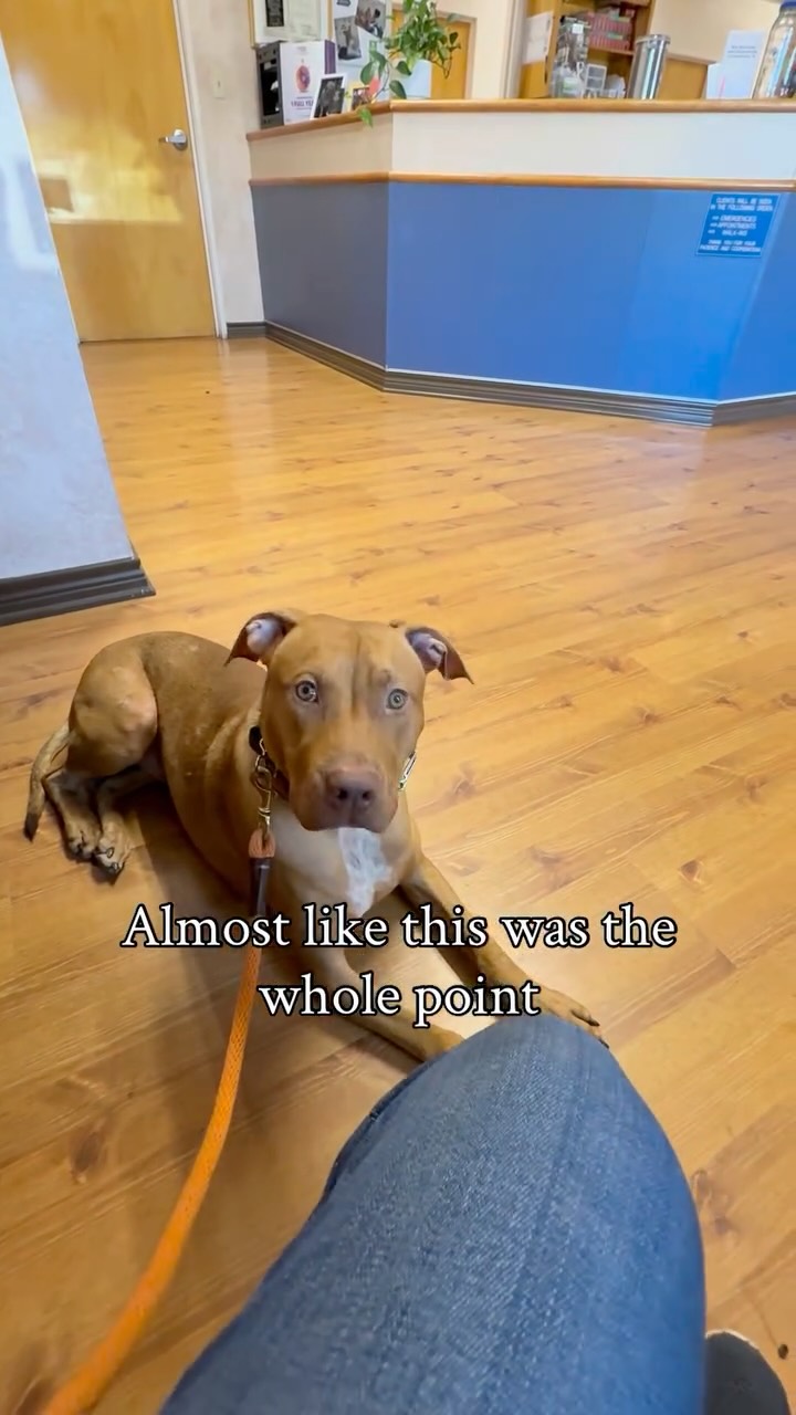 Vet trips were becoming near impossible before Beau’s training. His owners were feeling so lost and unsure how to help him understand the world is not that scary. His fear aggression was getting completely out of hand so much so that he had to come to training several day earlier than anticipated. Being able to be in a vets office and not only completely relaxed but HAPPY to be there is the reason I love doing what I do 🥹 His reactivity to other dogs and people has made monumental improvements so much so he no longer has outbursts not only at the vets but on our regular outings. He can now confidently navigate this big scary world without fear and is so happy to do so!
.
.
#dogtraining #dogtrainer #texasdogs #behaviormodification #reactivitytraining