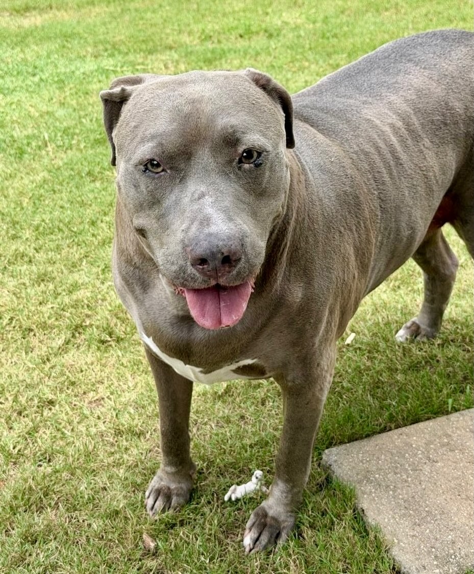 Happy Sunday from this gentle giant, Hobbes!
#atx #leander #cedarpark #petsitter #dogsofinstagram