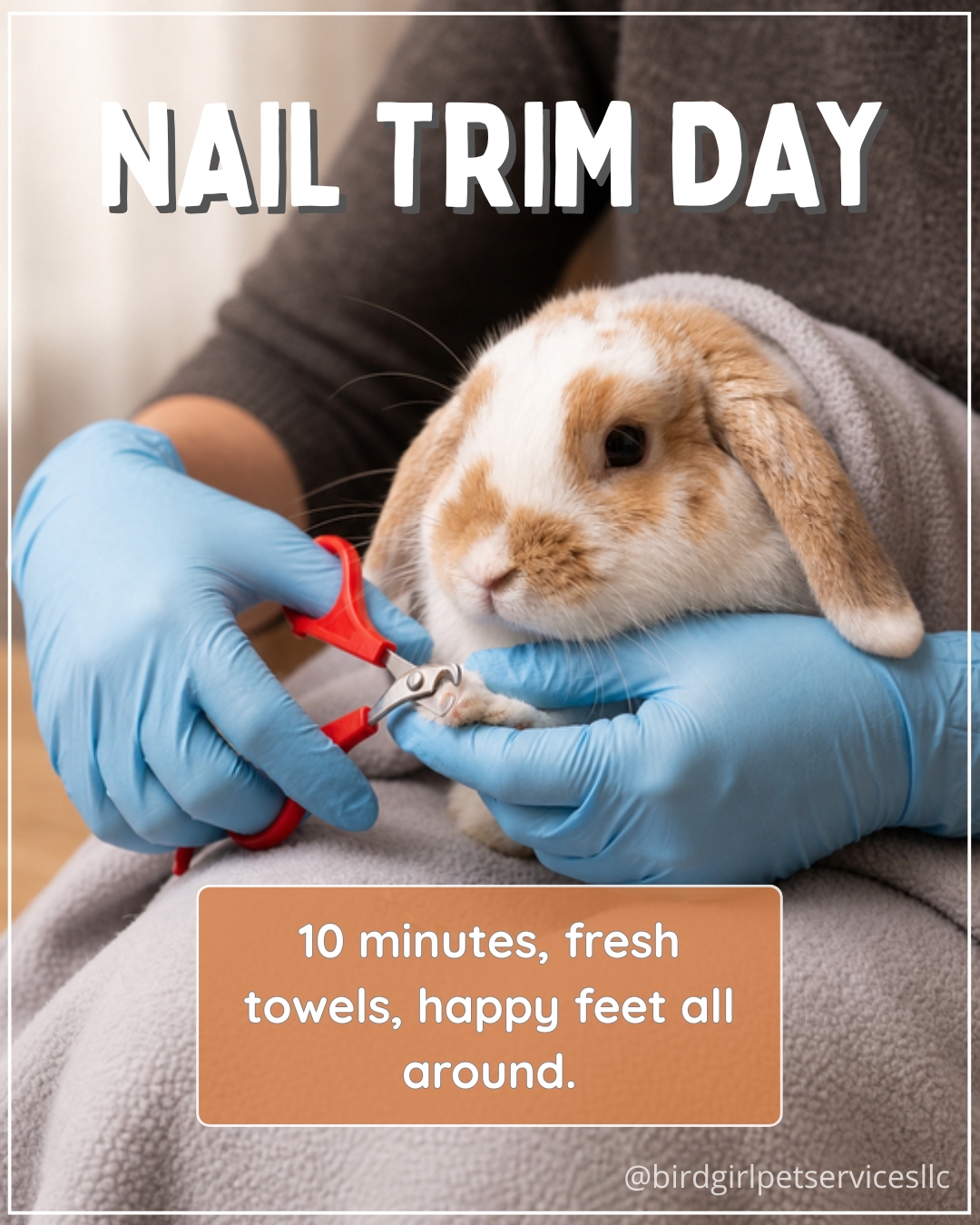 Overgrown nails are not just uncomfortable. They change how your bird grips, and how your lizard or your rabbit moves, and they can lead to real problems if left too long.
I do nail, beak, and wing trims for small and medium birds up to Amazon size, plus nail trims for rabbits, guinea pigs, and bearded dragons.
Fresh towels every time, stress monitored throughout, and most appointments are done in under 10 minutes.
Grooming is available Saturdays by appointment, and it can be added to a boarding reservation at a discounted rate. Full details on our grooming page.
Link in bio.
#BirdGirlPetServices #ExoticPetBoarding
#LongIslandPets
#PetBoardingTips