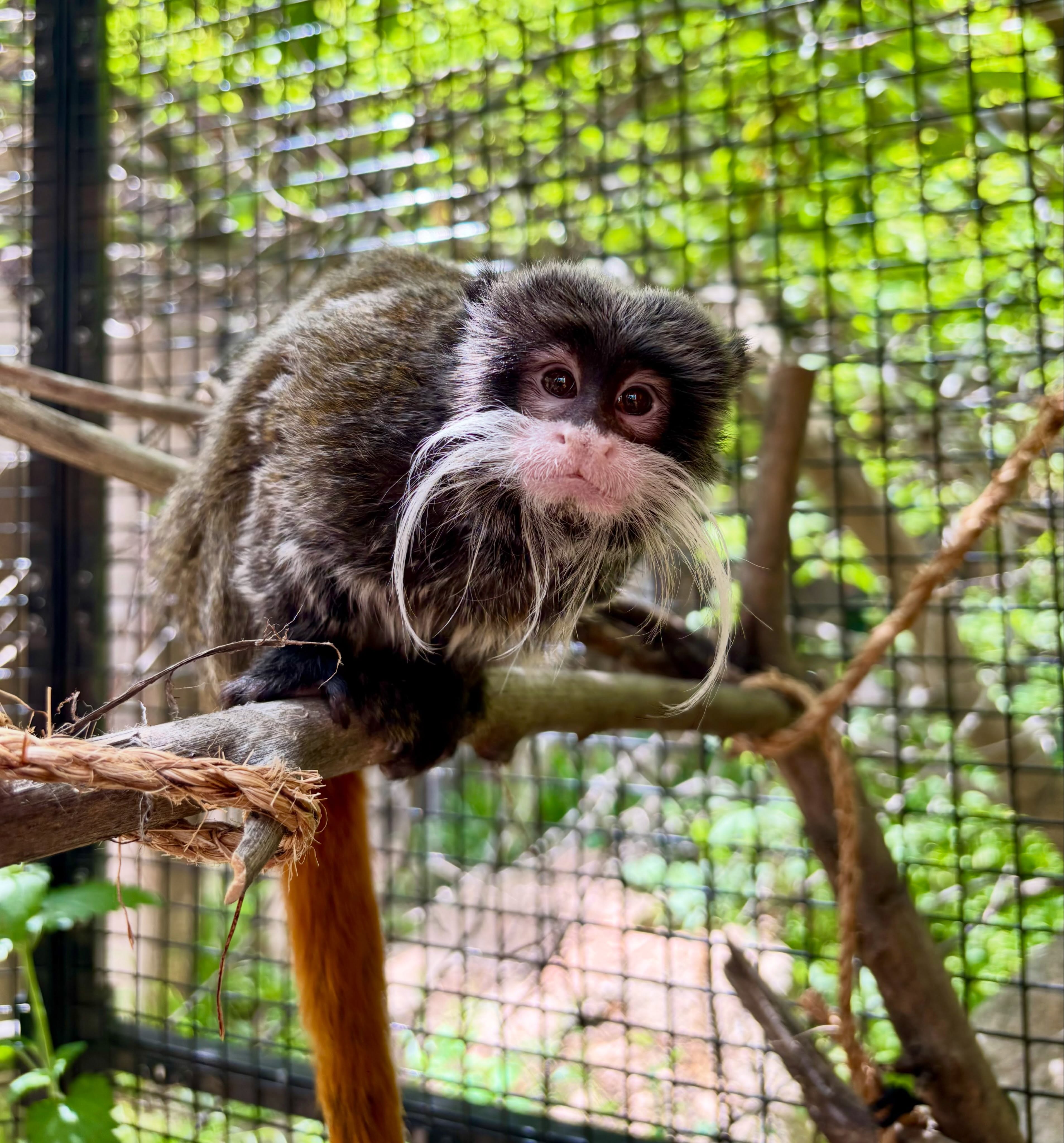 The tamarins are outside and lookin CUTE! Here’s your proof