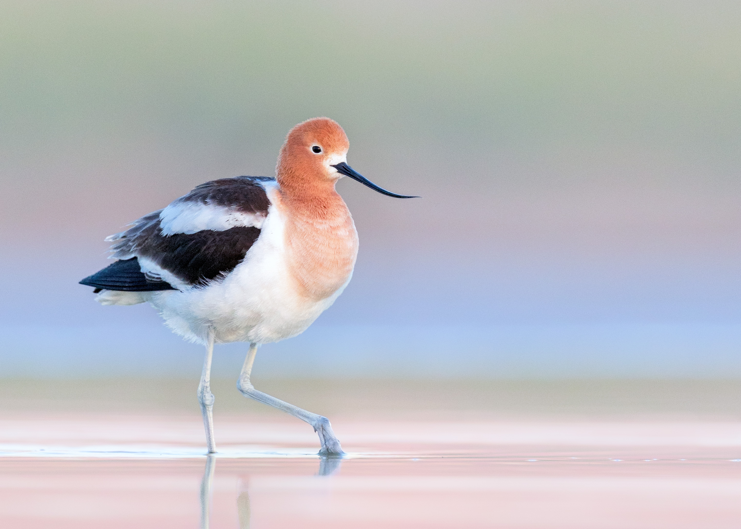 American Avocet