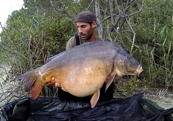 ARTICLE en LIGNE : « Specimen Carp » 🐋
Début juin, l’une des périodes préférées des « Specimen Hunters » laisse progressivement place à la saison estivale...
Certains « heavyweights » descendent de catégorie et passent en « light heavy » pour quelques mois...
L’occasion peut être de se questionner sur notre conception d’un « spécimen »?
Se limite-t-elle à l’aiguille du peson ou au poids des émotions ?
https://www.brakass.com/post/specimen-carpe-definition
Early June sees one of the favorite times of year for many « Specimen Hunters » gradually give way to the summer season...
Some heavyweights move down a division and become light heavyweights for a few months...
A good time to question what we really consider a « specimen » and whether weight is truly the factor that defines it.
Is a specimen measured only by the scale’s needle, or by the weight of emotions?
https://www.brakass.com/post/specimen-carp-definition
.
.
#carpfishing #carpangler #carp #brakass #angler