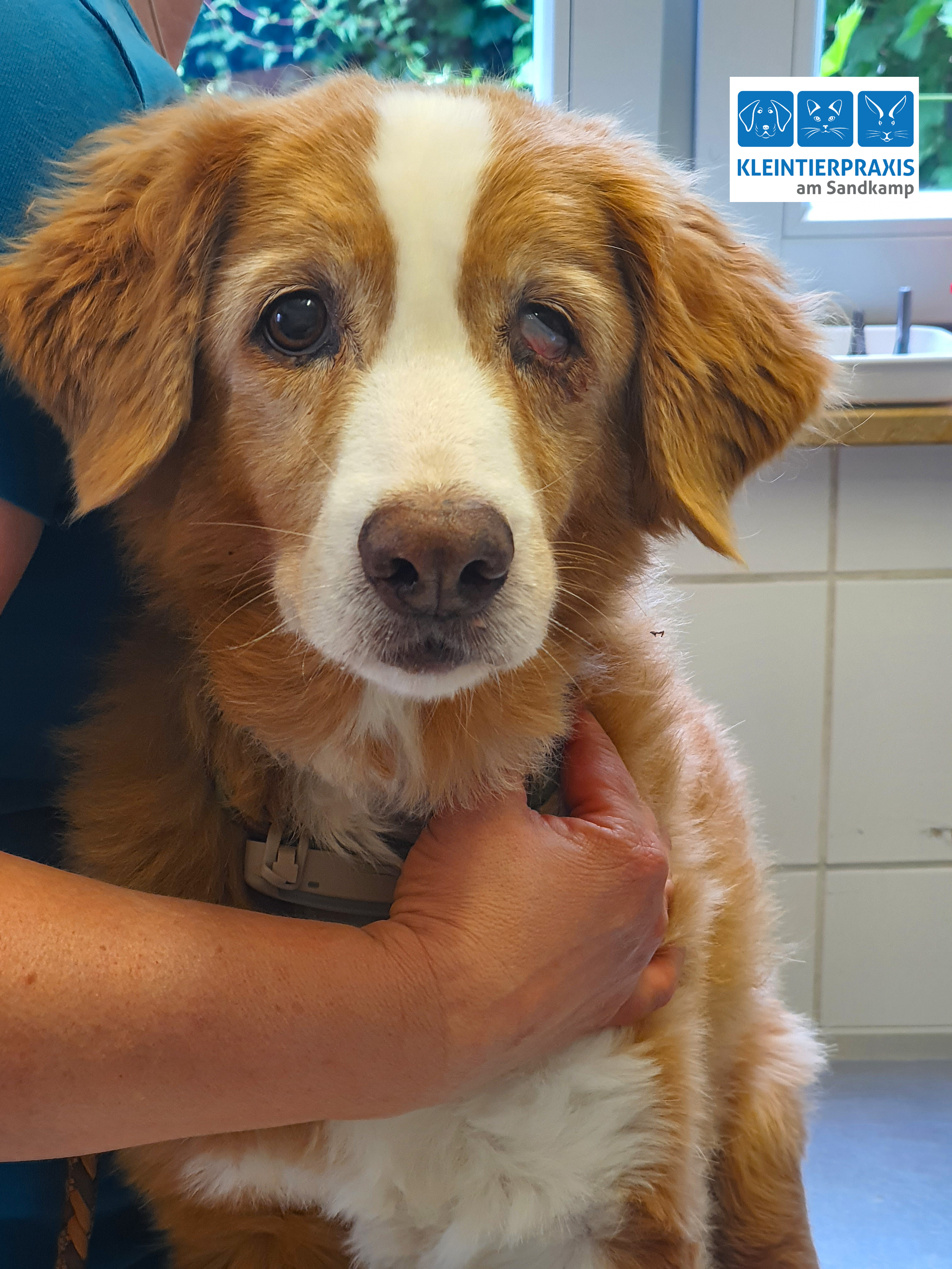 Die 15jährige Nova Scotia Duck Tolling Retriever Hündin "Na'vii" wurde uns gestern mit einem "Matschauge" vorgestellt.
Einen Tag zuvor bemerkte der Besitzer viel braunes aber geruchloses Sekret in dem linken Gehörgang und spülte das Ohr mit einer handelsüblichen Ohrspüllösung für Hunde. Die Hündin empfand das Spülen als unangenehm, doch seit sie älter geworden ist, mag sie im Allgemeinen Körperpflegemaßnahmen nicht mehr so gern wie früher, sodass die Reaktion nicht als außergewöhnlich interpretiert wurde.
Einen Tag später hingen die Augenlider runter (Ptosis), die Nickhaut war vorgefallen, der Augapfel lag tief (Enophthalmus), und die Pupille war deutlich kleiner als auf der rechten Seite (Miosis). = Wanda hat ein "Horner-Syndrom".
Diese Symptomatik kann unterschiedliche Ursachen haben. In "Wandas" Fall gehen wir von einer Problematik im Bereich des Mittelohres aus, die evtl durch die Entzündung bzw die Spülung verursacht werden konnte. Die Nerven, die für die ausgefallenen Funktionen verantwortlich sind, werden irritiert.
Wir haben den Gehörgang mit einem Otoskop untersucht, einen Abstrich und eine Zytologie gemacht und nur mit Flüssigkeiten gespült, die auch in das Mittelohr gelangen dürfen (die meisten Ohrreinigungslösungen und Medikamente für den äußeren Gehörgang dürfen nicht ins Mittelohr eingegeben werden).
Schon einen Tag später sind die Symptome etwas besser. Bis der Lidschluss wieder normal möglich ist, bekommt sie befeuchtende Augentropfen mehrmals täglich verabreicht und sie kommt regelmäßig zur Gehörgangskontrolle zu uns in die Praxis.
#tierarzt
#hunde
#hornersyndrom
#ohrenreinigung