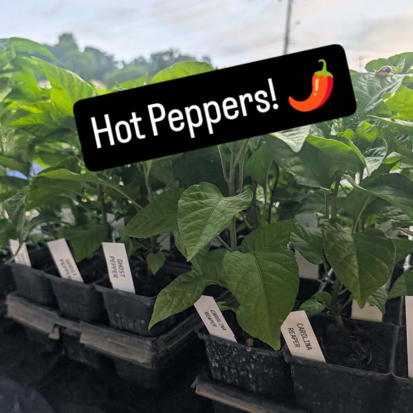 We still have some of our super hot pepper plants available. You can pick them up today at @citymarketkc @lvfarmersmarket @parkvillefarmersmarket #carolinareapers #ghostpeppers #scotchbonnetpeppers #habaneros
