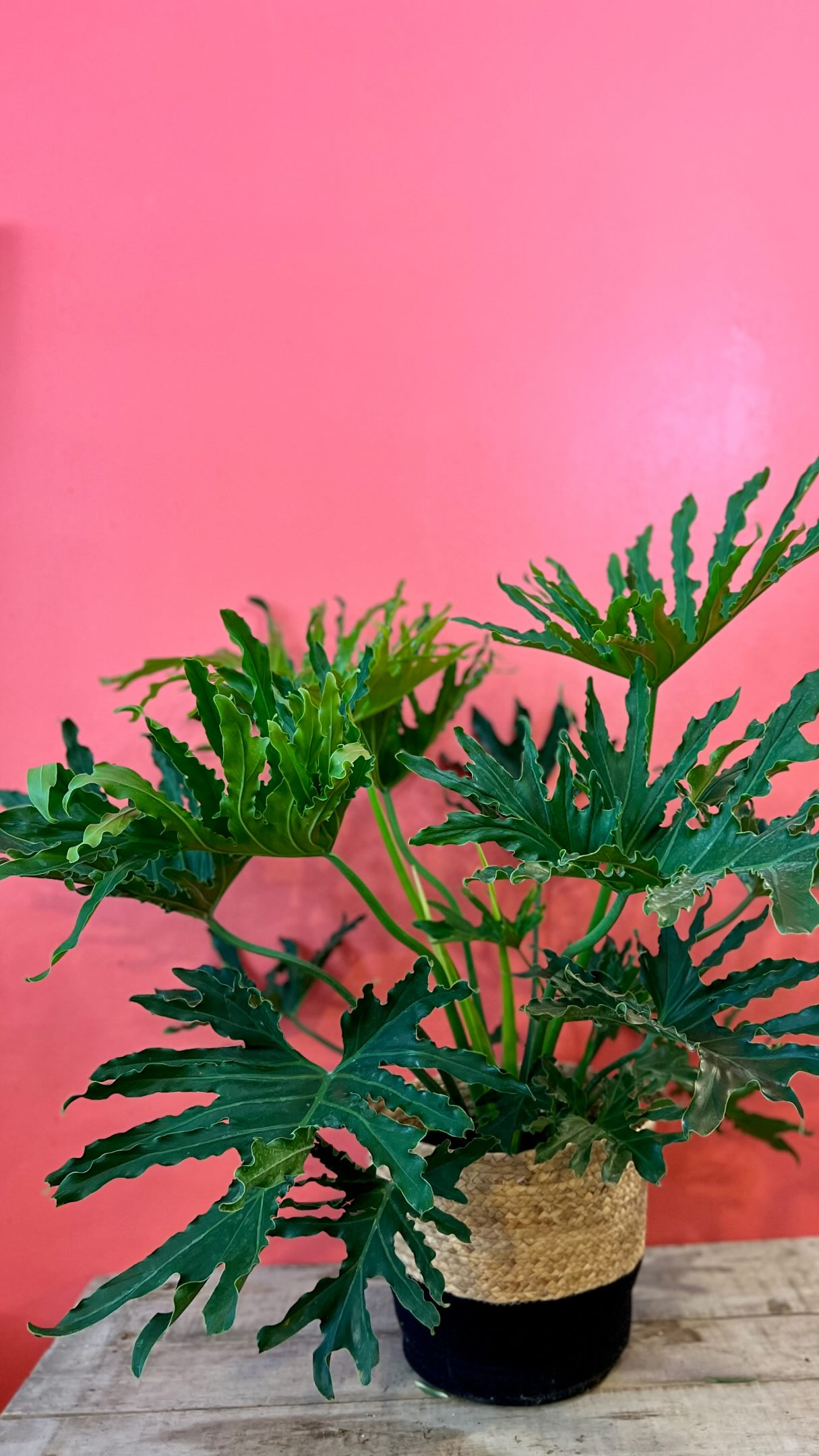 What a perfect day to peruse a beautiful plant oasis.
#perthontario #plantfriends #plantshop