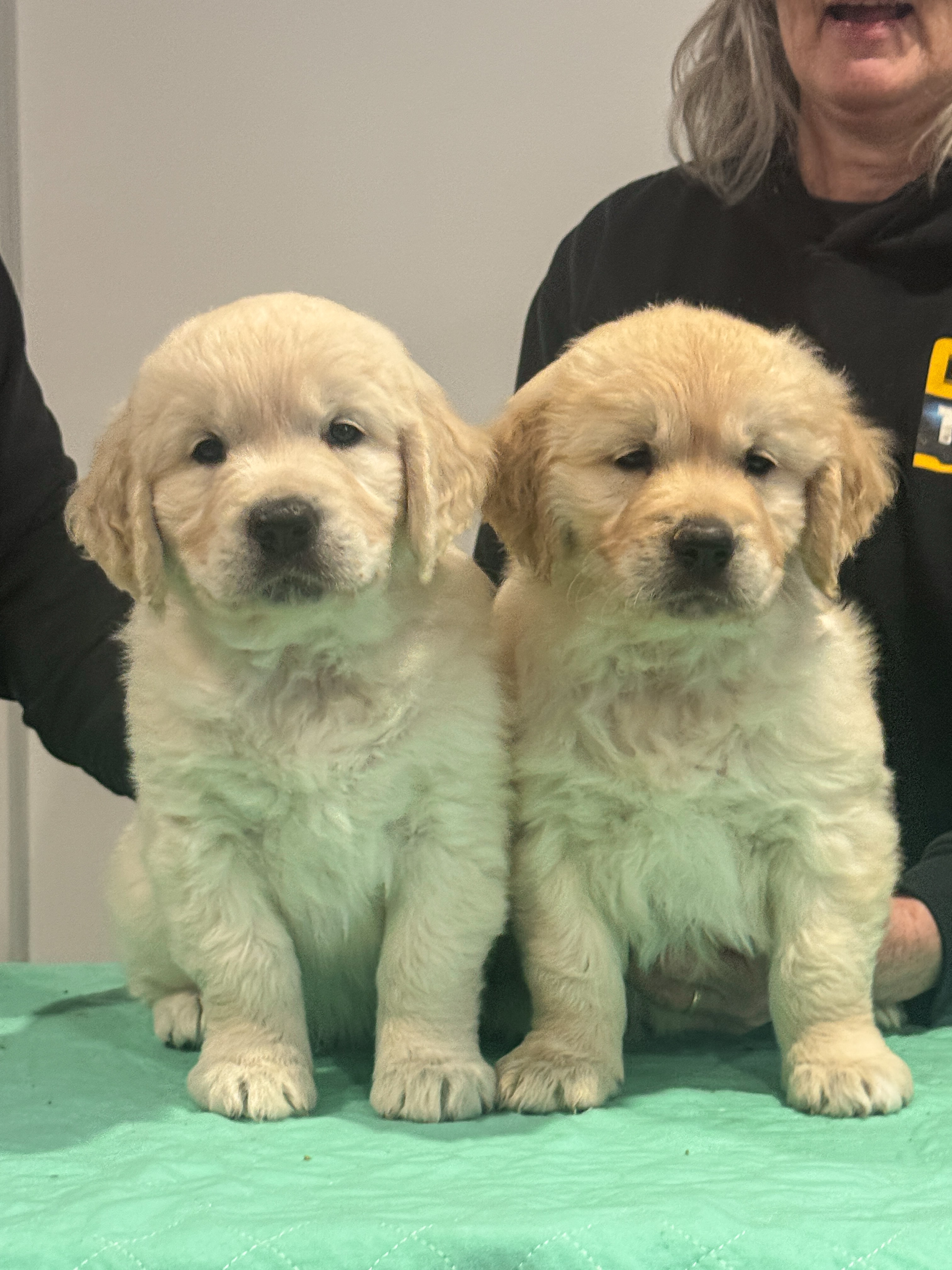 Gorgeous little Coda & Tilly babies over at Emperosgold ๐ถ๐ so lovely to visit them today
#puppies #goldens #goldenretriever