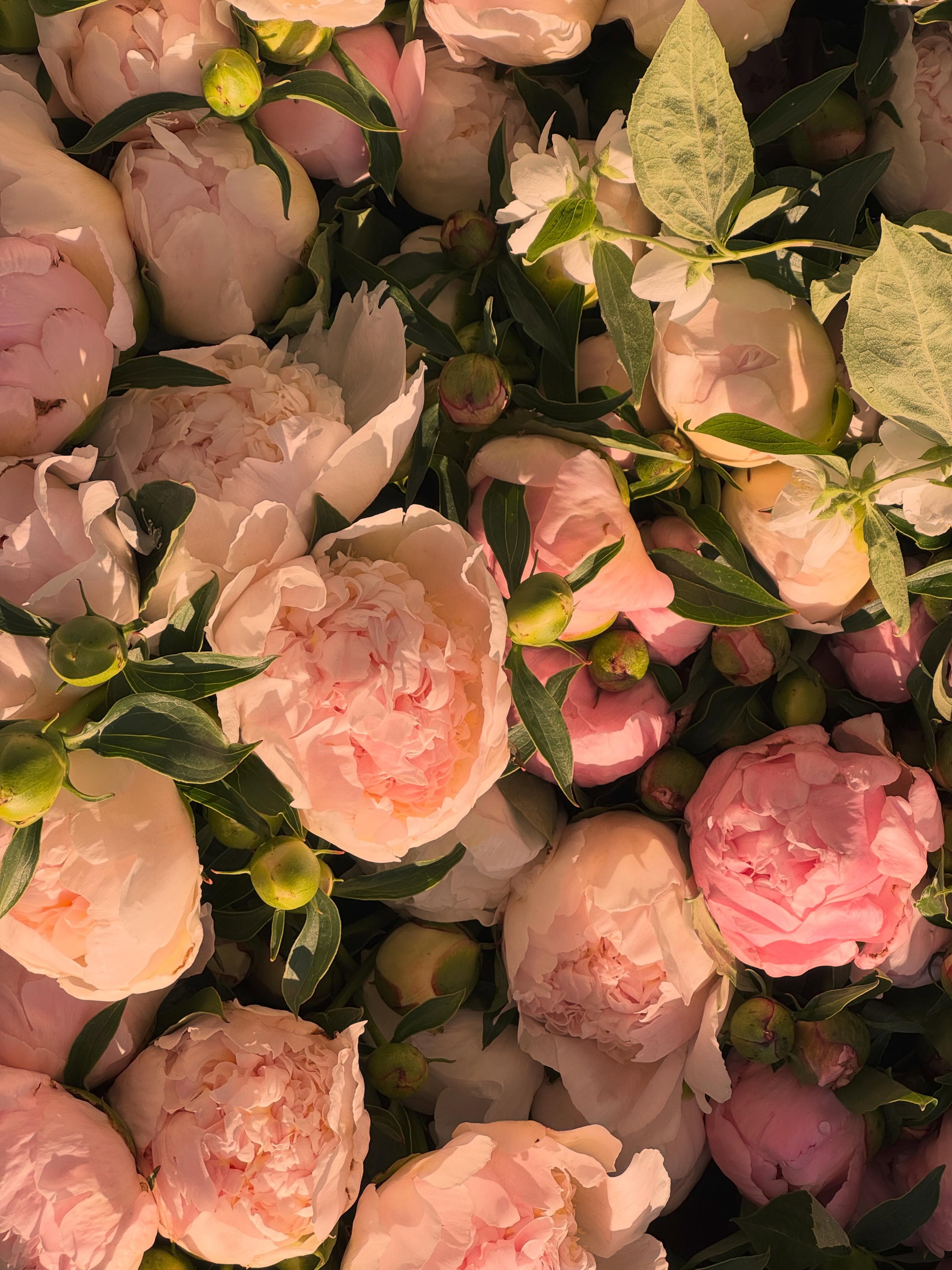 Blooming bright this Saturday morning!
We’re open until 12pm today, stop on by and enjoy the sunshine with us! ☀️⛱️😎
Pop Up Artisan Market 8-12pm
Farmers Market 7:30-12pm
Locally grown and locally made.
#rochfarmmkt #mnlife #farmersmarket #rochmn #shoplocal