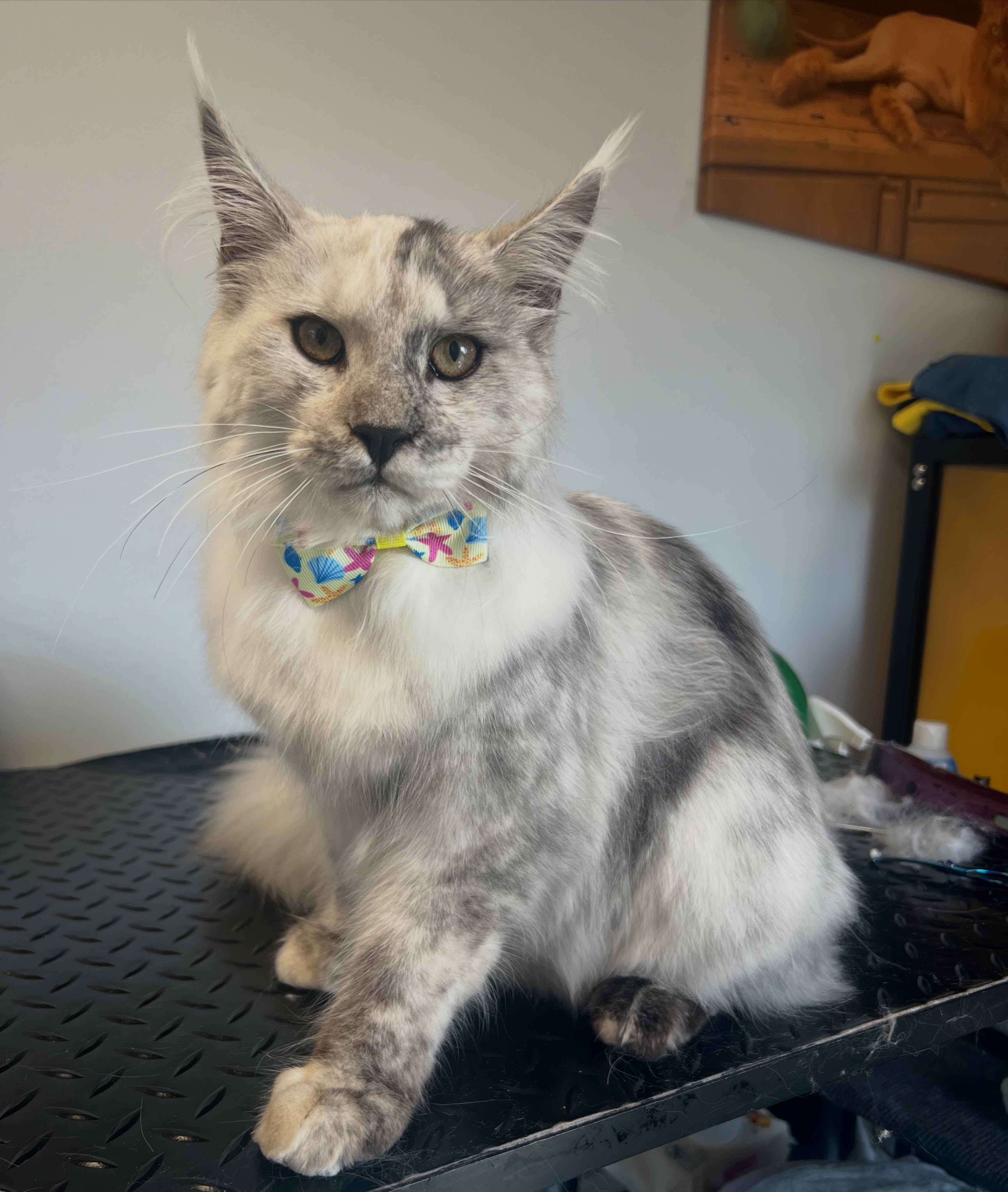 Six month old Koko 😻
He’s going to grow up to be so biggg 💓
#mainecooncat #catgrooming #gentlegiant