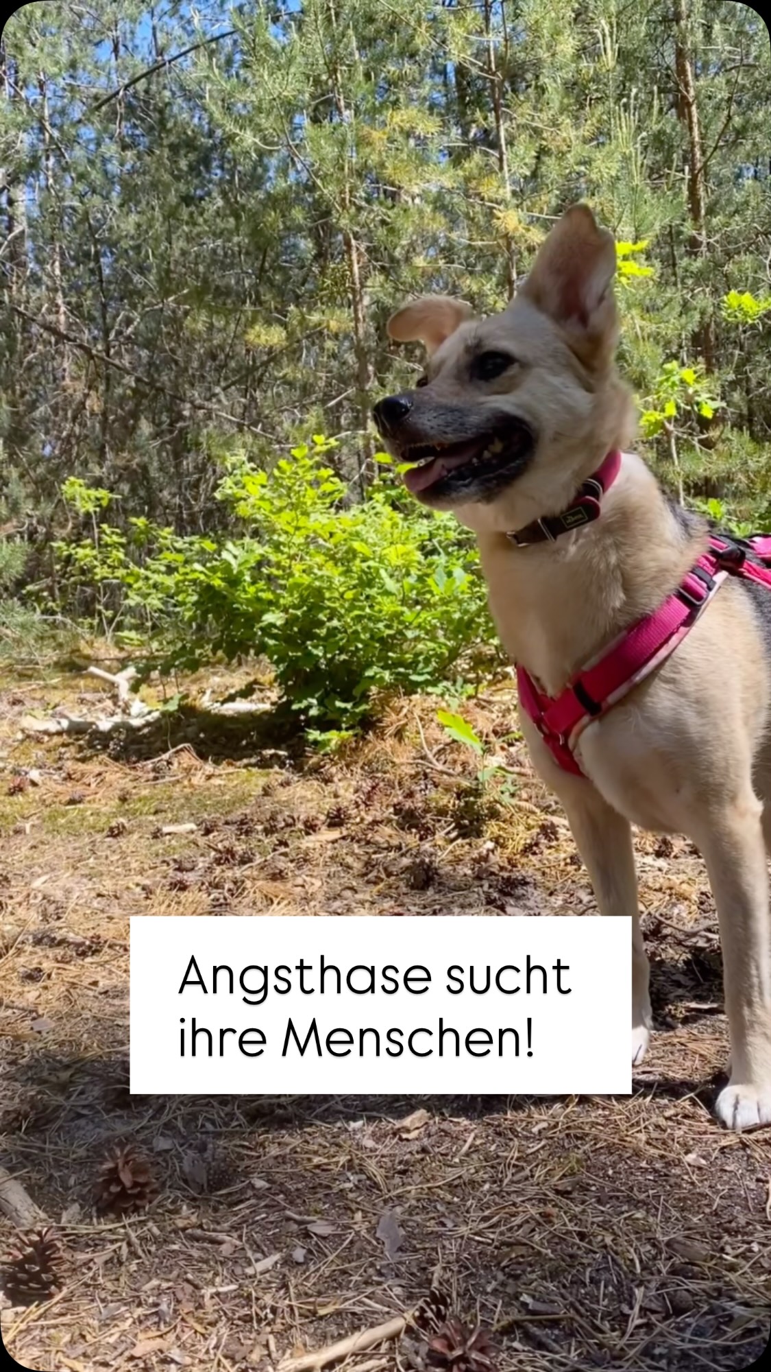 Was macht man eigentlich wenn das Leben geprägt ist von Angst❓
➡️Hunde wie Klara brauchen dringend Unterstützung dabei ihr Nervensystem zu beruhigen. „Du bist sicher“ vermittelt man diese Hunden nicht über Nacht. Es ist ein Prozess.
➡️Hilfreich dabei sind Routinen und Menschen die geduldig den Hund begleiten.
➡️Reize zu reduzieren hilft dabei das was der Hund wahrnimmt in Ruhe beobachten, analysieren und als sicher wahrnehmen zu können.
🏡Klara sucht noch ein Zuhause. Bitte meldet euch bei Interesse beim @tierheimnuernberg
#hundeleben #hundeglück #hundetraining #zuhausegesucht
