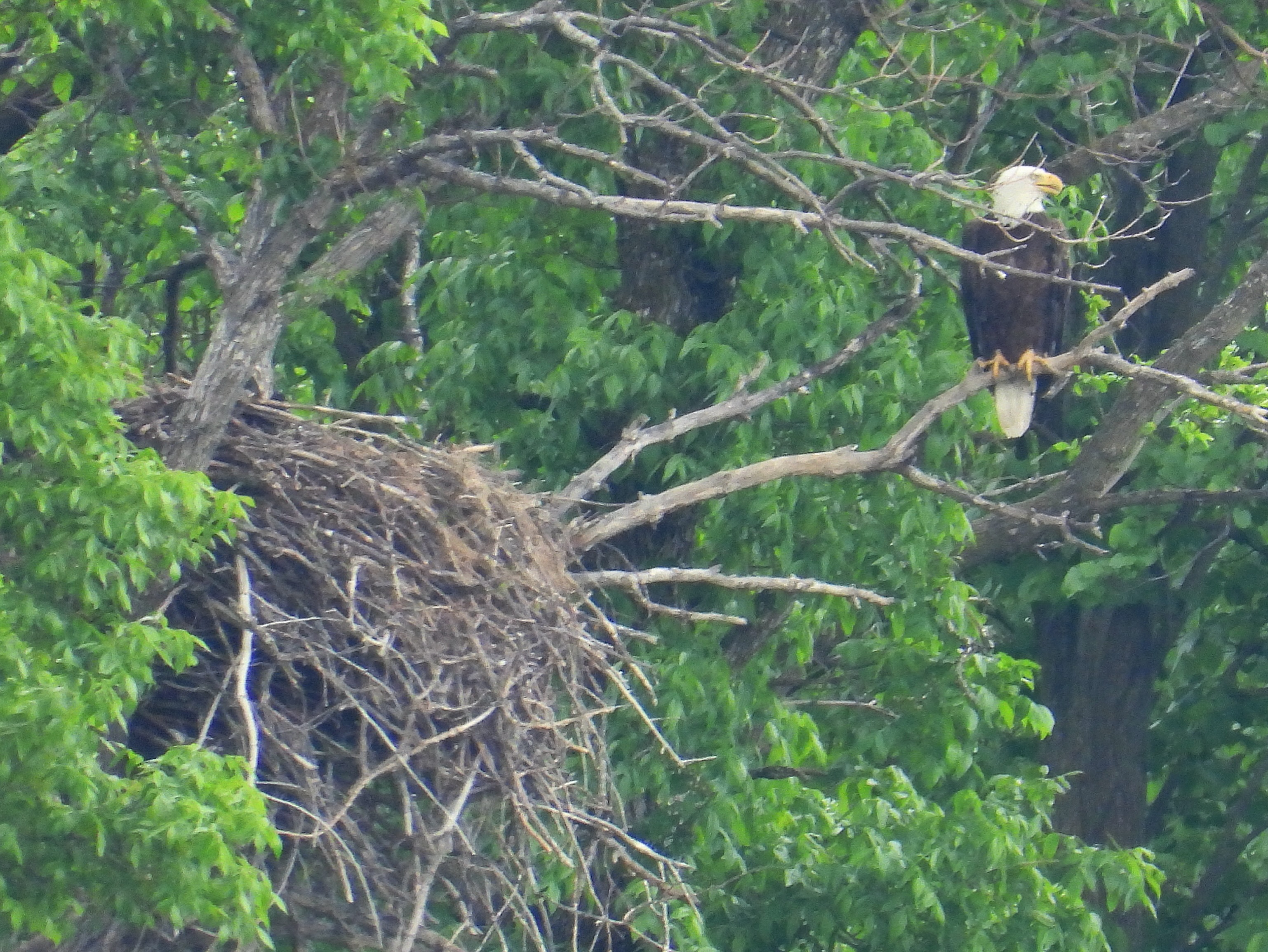 The Migizii family at the Fort Garry campus appears to be happy and well. I could spot some activity in the nest but I was too far to confirm the number of eaglets. This photo was taken from 450 m away from the nest out of respect for the family.
#migizii
#birdjoy
#mentalhealth
#umanitoba
#umindigenous