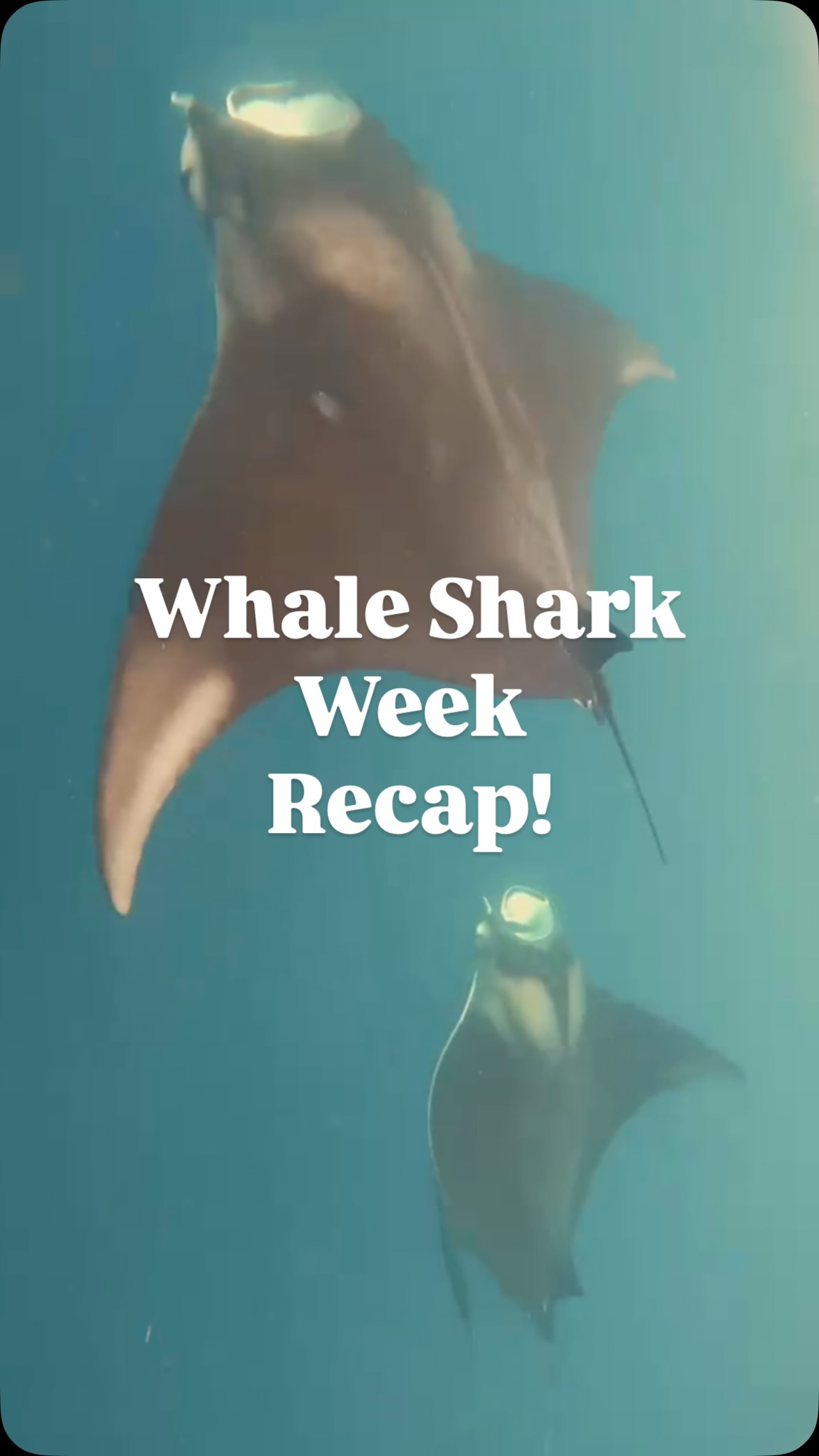 This weeks whale shark tours recap!
✨
The ocean absolutely showed off. Whale sharks everywhere, dolphins and a bunch of giant manta rays were hanging out with us this week!
✨
Just another unforgettable week in Isla Mujeres!
👇Book your adventure with Sea Hawk Divers, #1 on TripAdvisor
#islamujeres #whaleshark #mexicotravel #mantaray seahawkdivers