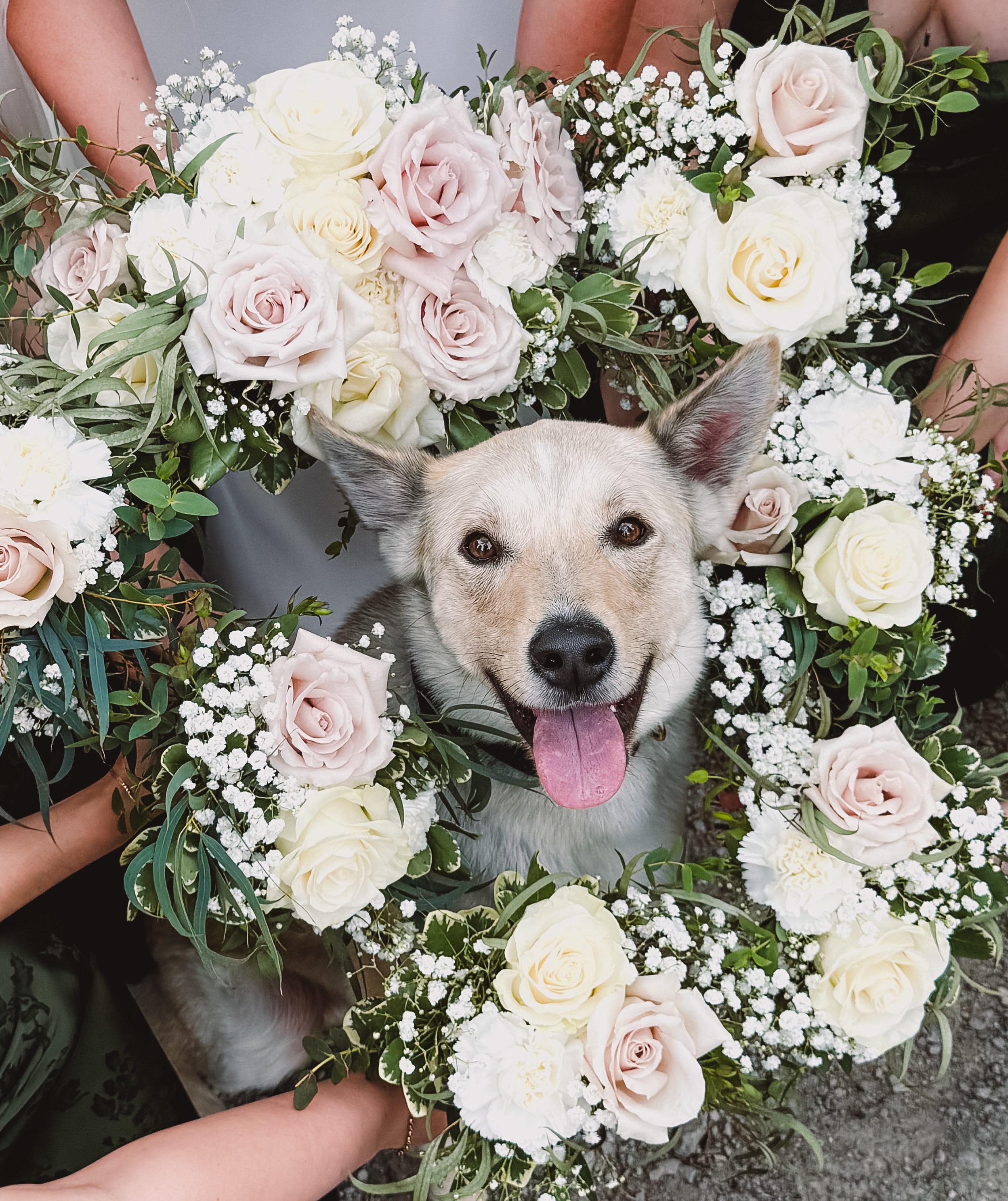 If happiness was a photo, we think this might be it. 🌸🐾
Meet Ranger, stealing hearts and somehow making it look effortless.
Surrounded by bouquets and some of his favourite people, this sweet boy sat perfectly for photos while flashing the kind of smile that reminds everyone why dogs deserve a place in wedding celebrations.
The flowers were beautiful, but let’s be honest… Ranger was the star of this photo. ✨
Would your dog sit still for a photo like this, or would they be trying to eat the bouquet? Tell us about your pet in the comments below!
#DogFriendlyWedding #WeddingDogs #OntarioWedding