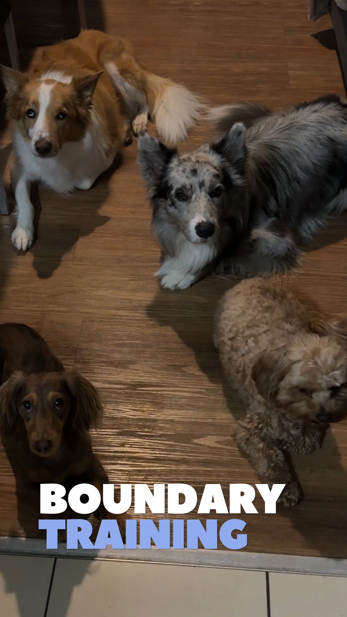 No, I don’t allow my dogs in the kitchen. Why? Safety, mine and theirs.
Instead of constantly telling your dog “off”, “out”, or “stop”, they learn exactly where they should be and what is expected of them, which in my house is behind that silver line. 🤍
The best part? Dogs are incredibly observant. During boarding, most dogs pick up this routine after just one night. They quickly learn that crossing the boundary doesn’t get them access to food, attention, or the kitchen itself, while calmly remaining outside does.
The result is a dog that can relax while meals are prepared, even their own meals. Plus I don’t have to worry about tripping over the smaller dogs 🤣
Would your dog benefit from learning household boundaries?
#boundarytraining #dogrules #householdessentials