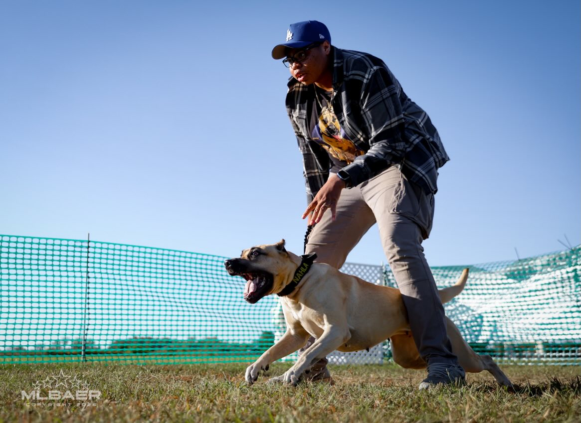5 years goes by quick.
My favorite dog in the world turns 5 today — and she’s expecting a litter in 2 weeks.
The first time we tried this breeding, Nahla didn’t take, and we were pretty bummed. So getting confirmation that this pairing took meant a lot.
It’s been my goal to put together two athletic, functional, drivey dogs — and Jäger’s owner D’nae has done a phenomenal job showing the full utility and skill range this breed is capable of. We share the same convictions on health testing and working, so this pairing was a no-brainer.
Multiple titles in obedience and performance between the two, experience in the show ring, plus extensive health testing.
What more can you ask for?
1–2 spots open. Application + interview required. Active homes prioritized.