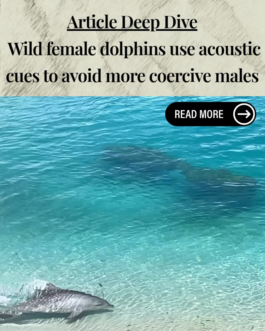 In animal world, if coercive males gain a reproductive advantage but reduce female fitness, why don't females evolve ways to reduce that advantage?
A super-interesting paper suggests this may be occurring in a population of dolphins. Bouchard et al. 2026 (Proceedings of the National Academy of Science) used acoustic playbacks on 17 females in Shark Bay, Australia and recorded their response using drones, and combined this with parameters from their long-term dataset.
Female dolphins who were reproductively available were more likely to avoid males, and for longer durations, if they had previously coerced females at higher rates.
The findings suggest that females use specific social knowledge to guide mate choice. Future studies might look into how this information is shared in female groups, and whether it translates to reproductive rates.
This avoidance response by females may be punishing higher rates of male coercive behaviour through reduced reproductive success. The long-term nature of this research project in Australia, where all individuals are known and have decades of data associated with them, is key to understanding such complex interactions.