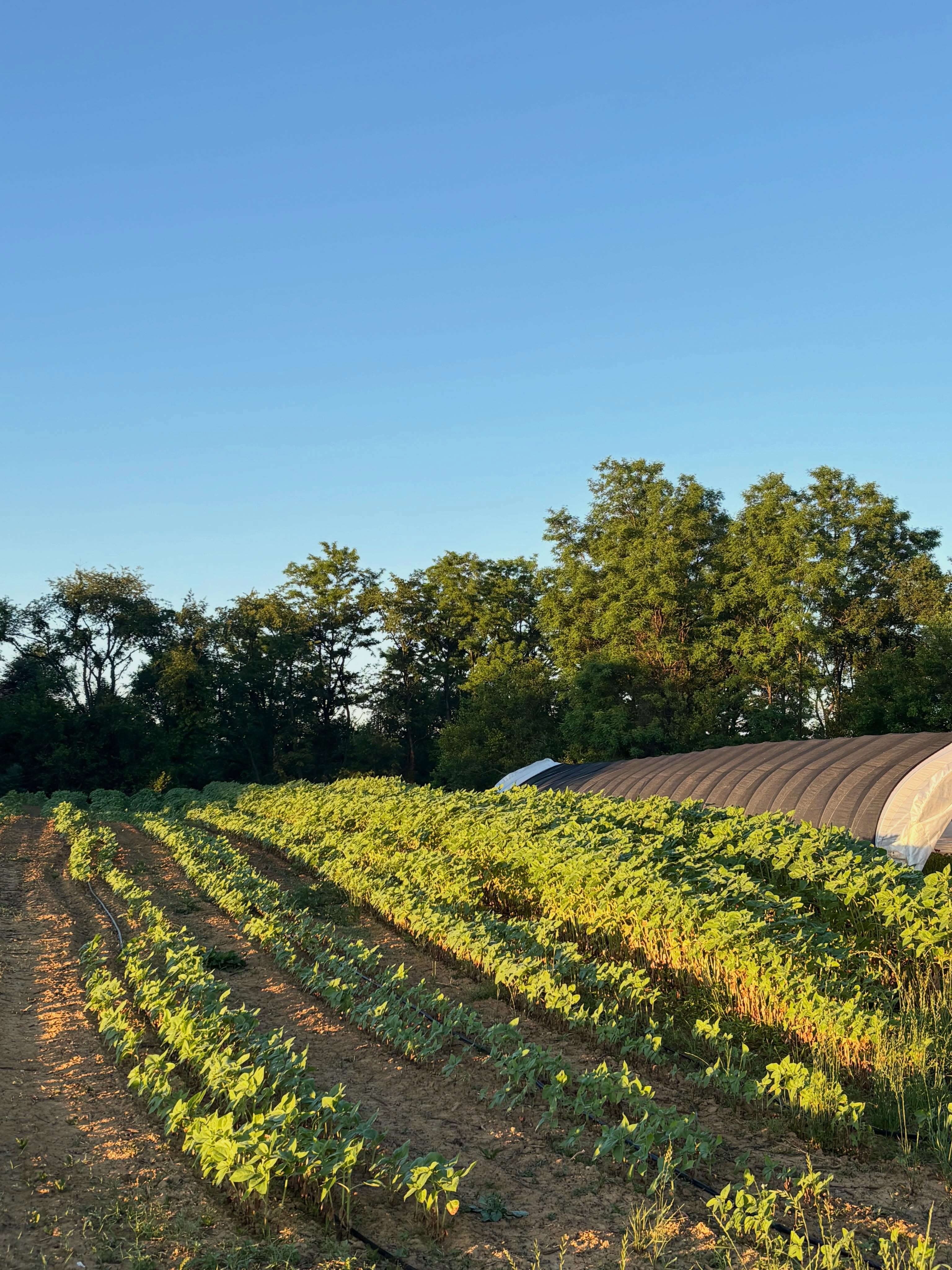 Irrigating sunflowers as the sun rises. We should be harvesting the first ones next week.