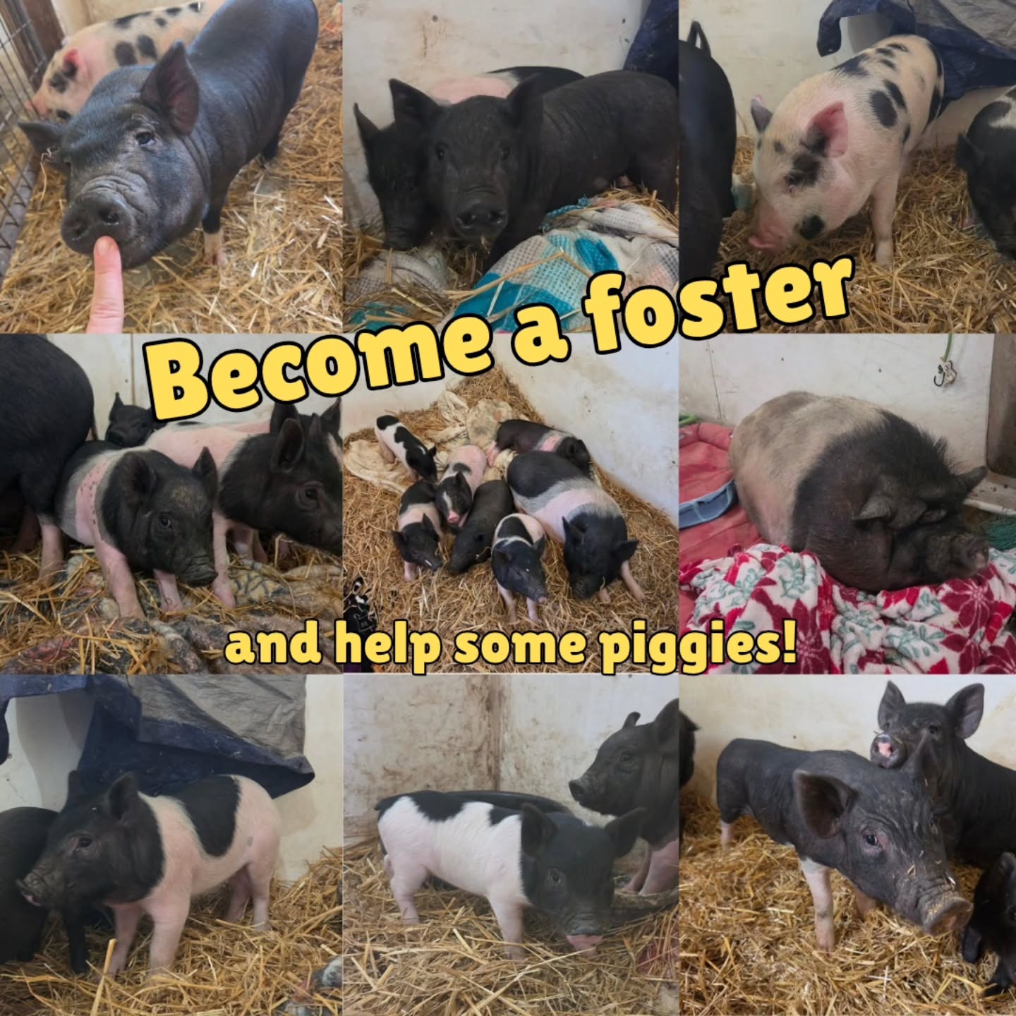 Fosters needed for Operation Squeal City! We are currently looking for fosters for our younger pigs from the massive 80+ pig hoarding seizure in sotub of Pittsburgh.
We have some adorable little girls and a couple neutered chunky boys that need a spot to land. The chunky pigs (100-150lb) need a few months of fat camp and the little girls (15-50lb) need a few months before we can schedule spays. There will be 13 boys looking for fosters in 2 weeks after their neuters. We reimburse supplies and offer help. Some would do better in pairs.
Requirements: own, not rent. Direct access to fenced yard (big or small!). Separate space from dogs and pther pigs (at first). Within 2hr of Pittsburgh or have transport available.
Message us if you can help!