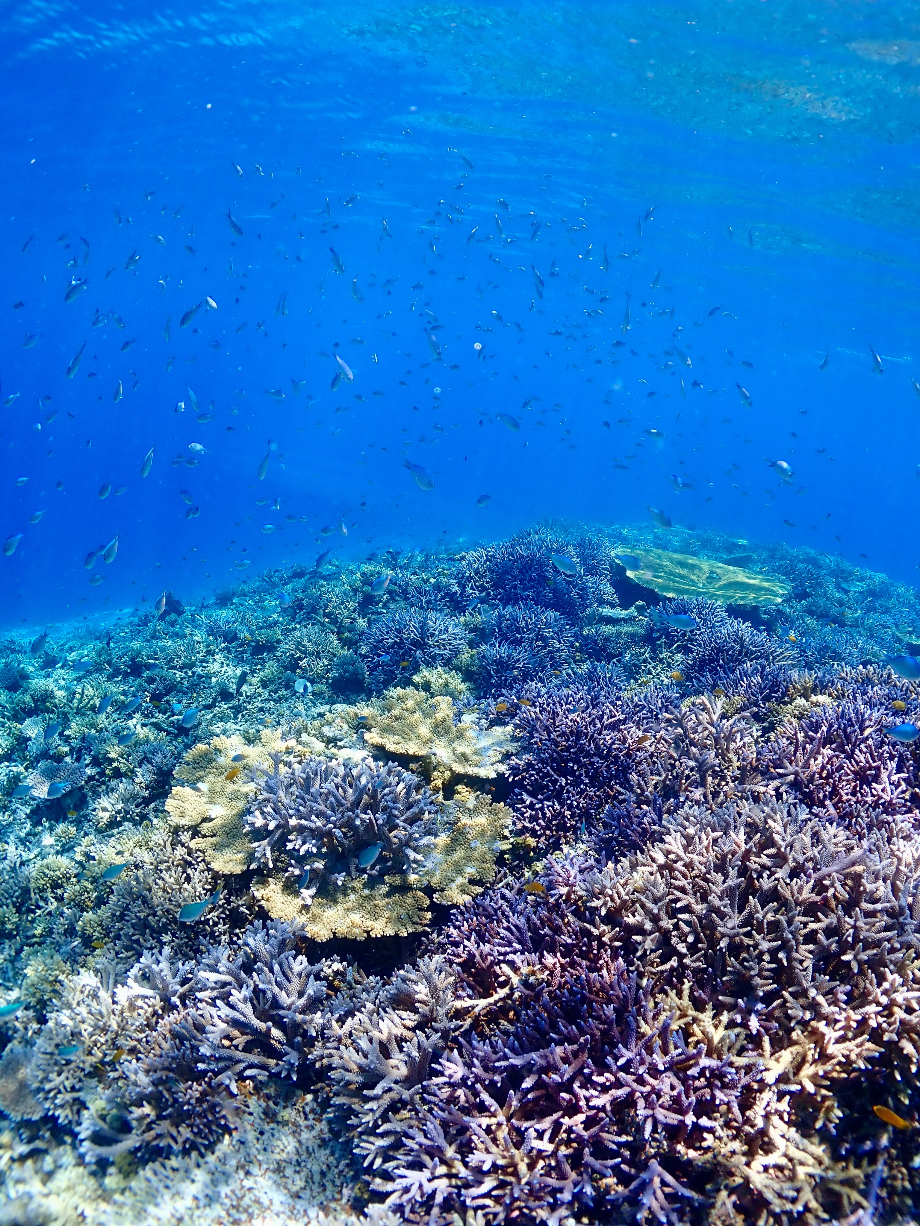 透明度バツグンだった日✨
7月のご予約も増えてきています🙏
夏のご旅行はアクティビティも含め
事前計画→その日の行程を全力で楽しむ❤️🔥を
おすすめしています🎶
《 世界に誇る日本一の海“ヤビジ”で
一生の思い出に残る体験を🌏🩵》
▼マーリンのオススメポイント
⑴ 安全第一でご案内🛟
厳しい安全基準をクリアした業者だけが認定される
“マル優”に指定されています
ガイドは定期的に安全講習実施中。
⑵ ヤビジまで一番近い港出発⛴️
半日ツアーで旅行のスケジュールが組みやすく
船酔いが心配な方にもオススメです!
⑷初心者・女性にも優しい🥰
女性スタッフも在籍、
各資格を持ったガイドがご案内!
⑸当日のベストポイントへご案内🐢
海を知り尽くした宮古島育ちの船長が
数あるシュノーケルポイントから
その日のベストコンディションへ向かいます!
▼ツアーメニュー
・八重干瀬シュノーケルツアー
・八重干瀬スキンダイビングツアー
・八重干瀬体験ダイビングツアー
・スキンダイバー講習
→ 各ツアーに𝗘𝗖𝗢プラン(割引)あり
▼𝗘𝗖𝗢プラン 〜環境に優しくお得に遊ぼう🧡〜
各ツアーメニューに適応可能
𝟭.ツアー料金¥𝟭,𝟱𝟬𝟬引き
𝟮. 𝗘𝗖𝗢ルールを守っていただける方
※𝗘𝗖𝗢ルールはHPにてご確認ください
▼ ご予約方法
InstagramトップページのリンクからHPへ
※DMは対応しておりません。
▼船長アカウント
こちらでもツアーの様子をリアルタイムで発信中!
🚢:@marlin_nakasato
▼スタッフアカウント
スタッフ目線のツアーの様子やオフを発信中!
👫🏽:@staff_marlin_miyakojima
#ヤビジツアーマーリン
#宮古島 #八重干瀬 #ヤビジ
#宮古島旅行