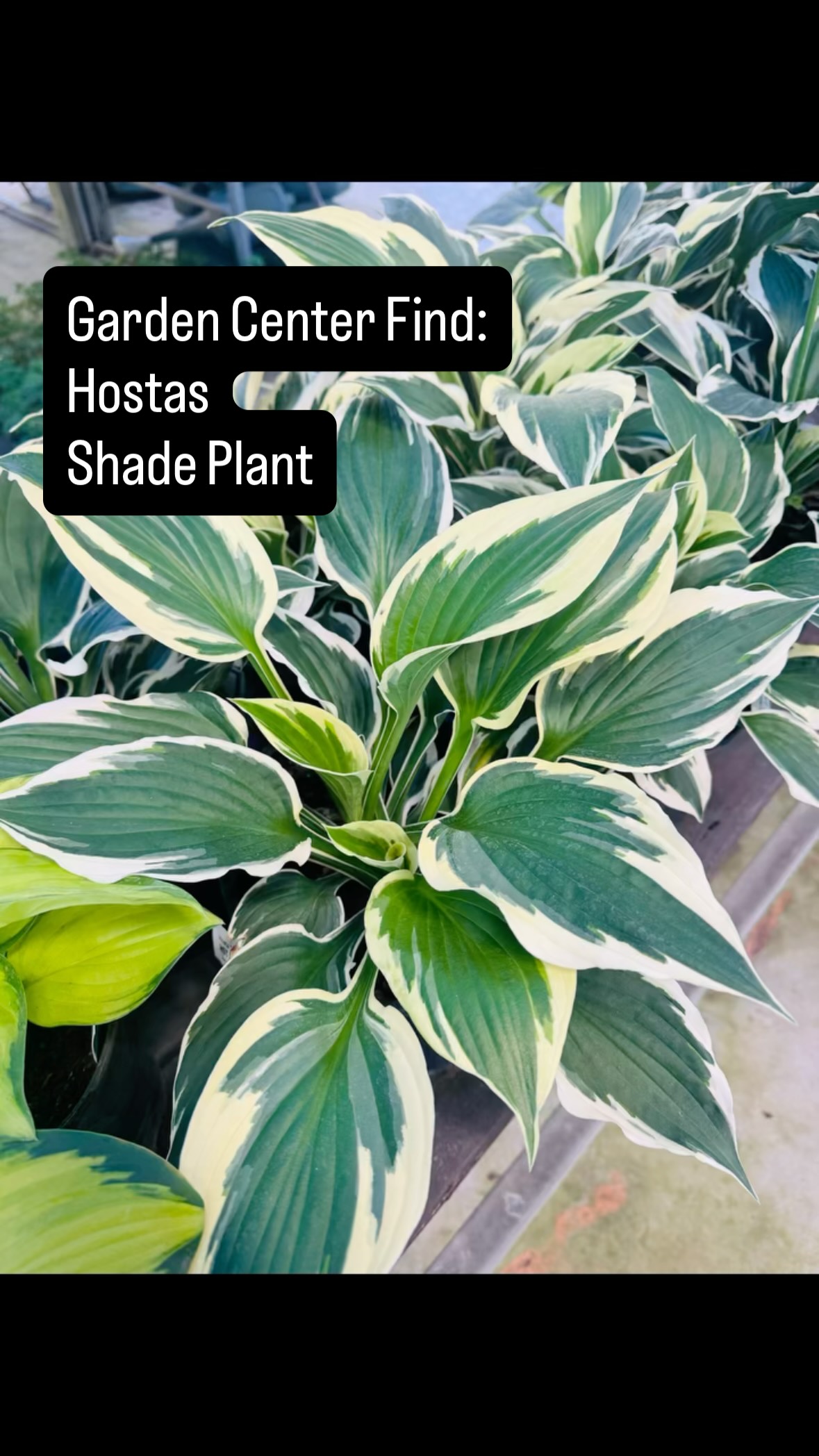 Big leaves, bold texture, and perfect for shady spots đą Hostas bring easy beauty to porches, pathways, and garden beds with little fuss.
Come find your favorite at J&S Nursery! đ
#Hostas #zone8b #NewportNC #CrystalCoastNC #EasternNCGardening