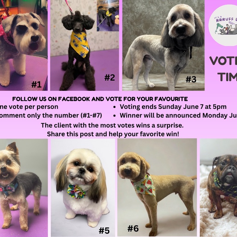 🎉 MAY PHOTO CONTEST WINNER 🎉
Congratulations to Photo #6 for receiving the most votes in our May "Show Off Your Babies" Photo Contest! 🏆🐾
A big congratulations to Cassidy & Camp, and to Camp's groomer, Andrew! 🎉
As a surprise, Andrew will also be receiving a prize! We thought it would be fun to recognize the talented groomer behind one of our winning pups. ✂️🐾
Thank you to everyone who shared photos, voted, cheered each other on, and helped make this contest so much fun. We love being a part of your adorable babies' lives and feel lucky to watch them grow with us over the years!
Stay tuned for our June Client Photo Contest. This month, you'll have the chance to enter your own photo and help your favorite groomer win, too! 🐶❤️
Congratulations again to Cassidy, Camp, and Andrew! 🎊🐾
