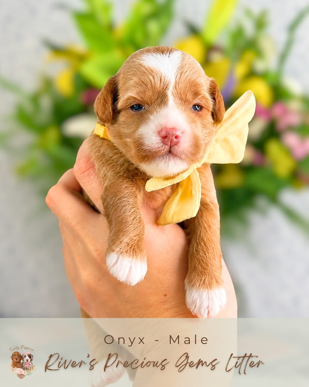 Our little Gems are already 2 weeks old, and it’s hard to believe how quickly they’re growing! 💎
Their little personalities are just beginning to peek through as they spend their days snuggled up together, eating, sleeping, and growing stronger with each passing day. There’s something so special about this stage—watching these tiny miracles transform before our eyes.
Every puppy is thriving, gaining weight beautifully, and receiving endless love and care. We’re so excited for the weeks ahead as their eyes open wider, their curiosity grows, and they begin exploring the world around them.
The journey is just beginning, and we can’t wait to share every milestone with you as these precious babies continue to blossom.