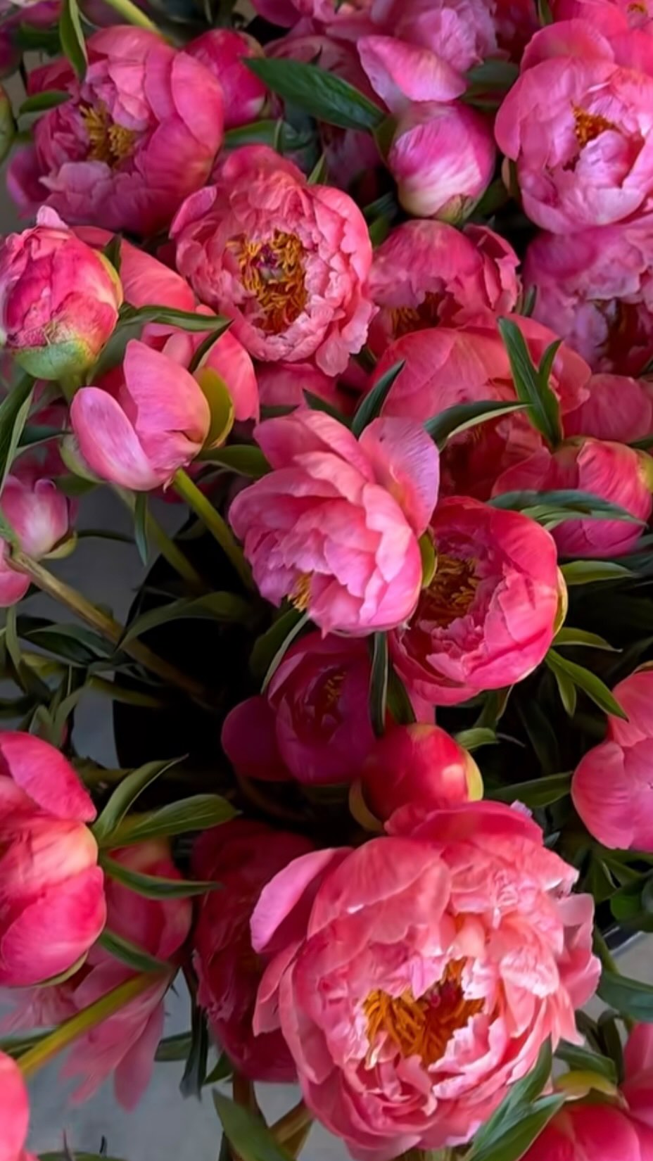 Pink💞 + Peach🍑 = CORAL🪸 — This week we are chatting ‘Diversification Through On-Farm Workshops’ with Niki Irving of @flourishflowerfarm!
Stream Episode 772 this Wednesday, June 10th!
#slowflowerssociety #slowflowers #slowflowersmovement #sustainablefloristry #sustainabilty