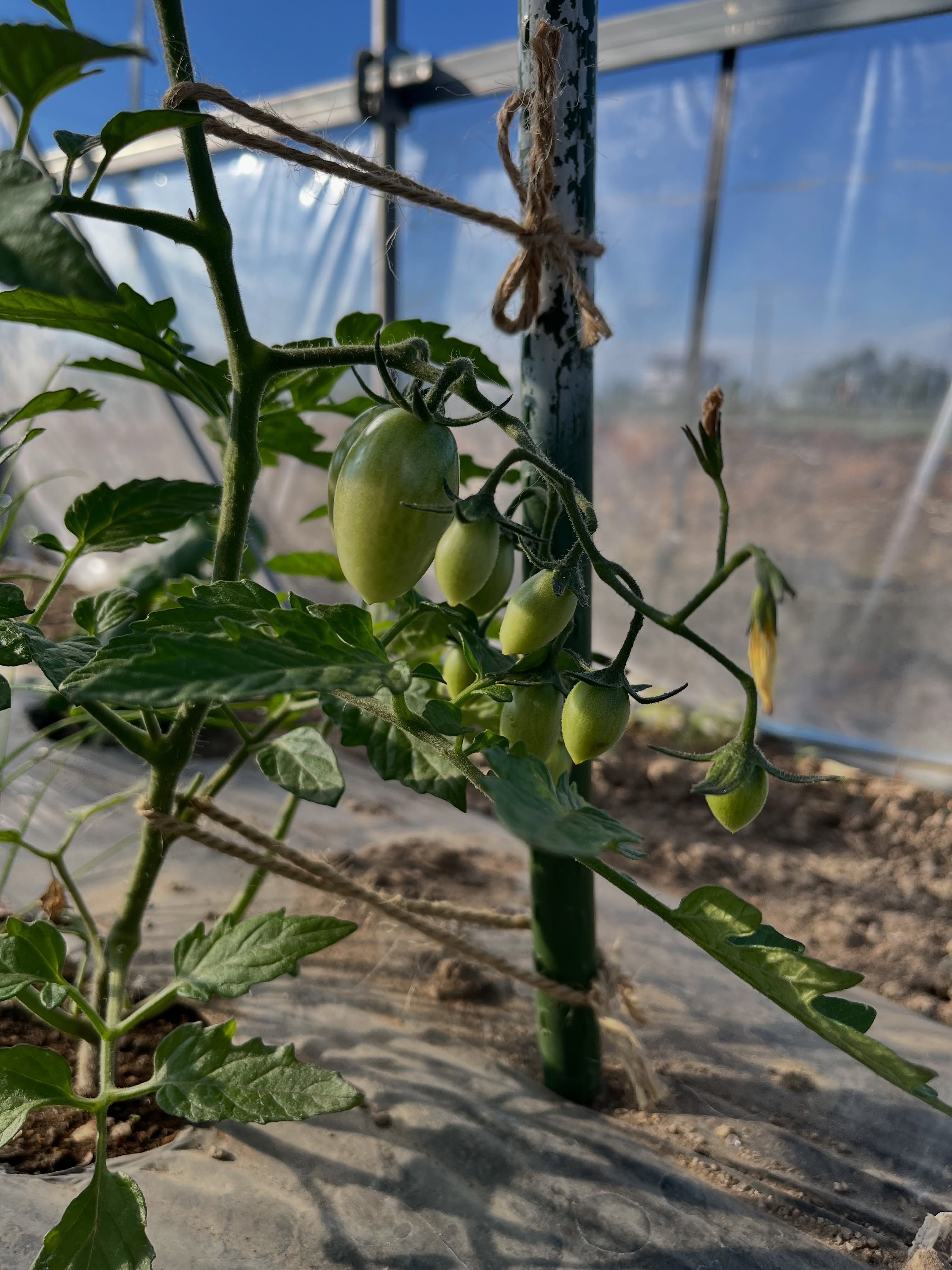 少しずつ、畑の野菜たちが育ってきました🌱
今月の朝食サラダは、採れたてのレタスです🥬✨
季節の恵みをぜひお楽しみください😊
The first of our seasonal homegrown vegetables are on their way! 🌱 🌱🌱
This month’s breakfast salad shall begin with lettuce 🥬😋
家庭菜園 朝食 homegrownvegetables farmfresh breakfast