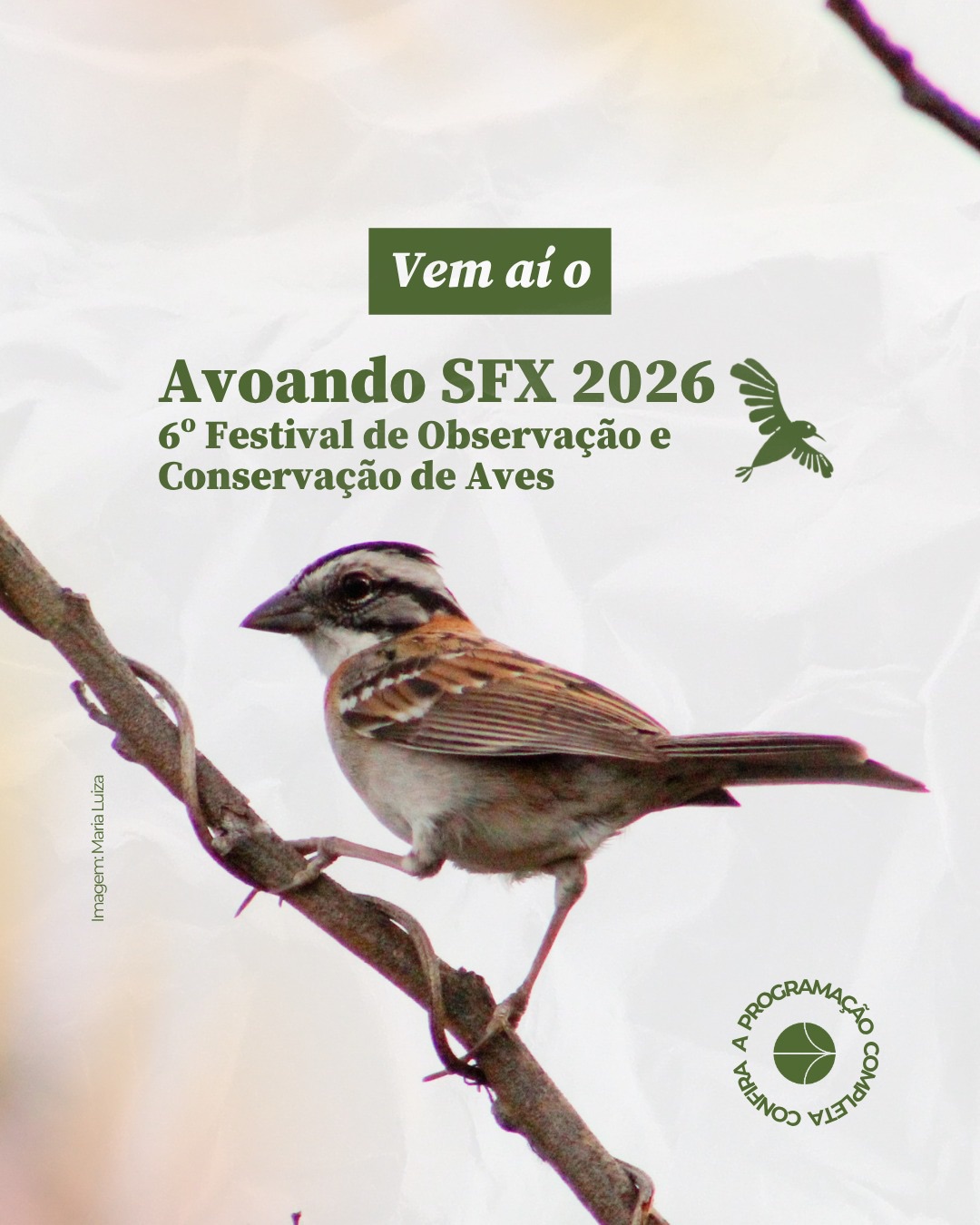 O 6º Avoando SFX está chegando! Para compor essa rica programação, teremos participações incríveis e especiais e você pode conferir algumas delas nos cards do carrossel. Arraste para o lado e veja!
Temos um encontro marcado! Nos dias 20 e 21 de junho, te esperamos em São Francisco Xavier.
📍 Na charmosa Praça Cônego Manzi, com entrada gratuita, o festival vai reunir observações de aves, oficinas, palestras, artesanatos e muito mais!
✨ Uma iniciativa da Prefeitura de São José dos Campos com a SAVE Brasil para valorizar a biodiversidade, fortalecer o turismo ecológico e apoiar a economia local.
Confira a programação completa, prepare seu binóculo e venha viver essa experiência única.
👉 Inscreva-se para as passarinhadas no link da bio @savebrasil.
#AmigosDaSAVE #AviandoSFX #SAVEBrasil