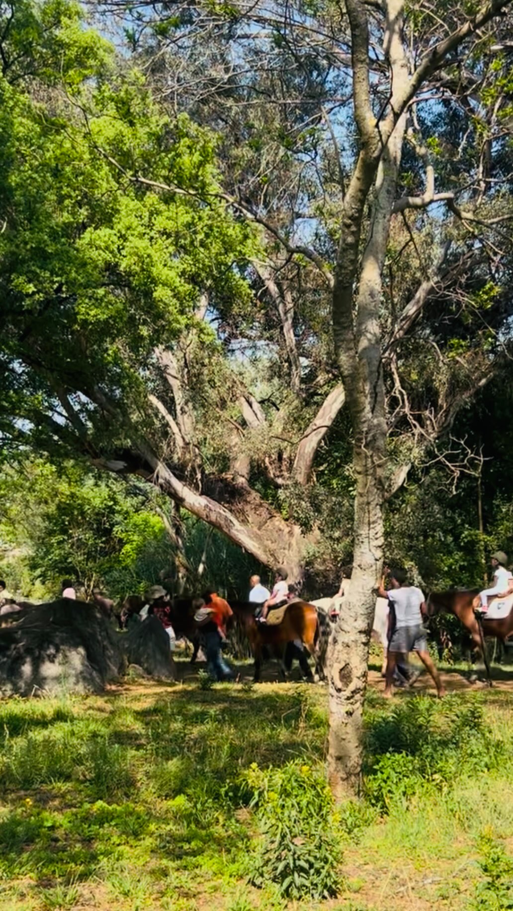At our school, we believe that nature is one of a child's greatest teachers.🌳Nature based learning provides young children with endless opportunities to explore, discover and learn #through real life experiences🍃Time spent in nature encourages curiosity, emotional well- being, creativity, problem solving and independence while supporting physical development, and a deep appreciation for the natural world🌎At our school, every day is an opportunity to explore , discover and learn through nature 🌸# naturebasedlearning #outdoorlearning #fieldandstudymontessori #earlychikdhoodeducation