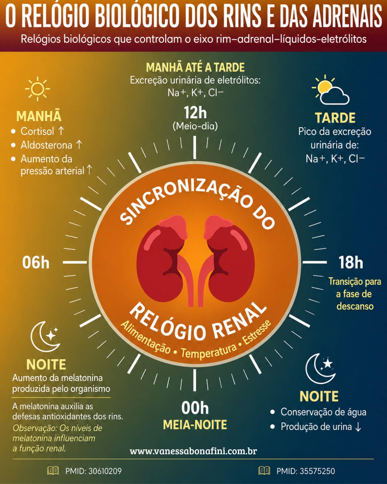 💧 A maioria das pessoas pensa em hidratação apenas em termos de quantidade:
“Quanto de água devo beber por dia?”
Mas e se o horário em que bebemos água também importasse? ⏰
Nos últimos anos, a crononutrição transformou nossa compreensão sobre alimentação, mostrando que o momento das refeições influencia o metabolismo, os hormônios, a glicemia e a saúde de forma geral.
Talvez seja hora de ampliarmos essa conversa para algo que podemos chamar de cronohidratação: a prática de alinhar a hidratação aos ritmos biológicos do corpo.
Embora essa área ainda esteja em desenvolvimento, já sabemos que os rins possuem um relógio biológico próprio, capaz de regular o equilíbrio de líquidos, eletrólitos, hormônios e pressão arterial ao longo das 24 horas do dia.
À medida que passamos do estado de vigília para o sono, todo o eixo rim-adrenal-líquidos-eletrólitos se adapta.
☀️ Pela manhã:
• Cortisol e aldosterona aumentam
• O organismo se prepara para a atividade
• A pressão arterial sobe naturalmente
🌤 Durante o dia:
• Há maior eliminação de sódio, potássio e cloro pela urina
🌙 À noite:
• A melatonina aumenta
• Os rins passam a conservar mais água
• A produção de urina diminui
• O corpo entra em modo de recuperação e reparação
Em outras palavras: seu organismo não administra líquidos e eletrólitos da mesma forma às 8h da manhã e às 20h da noite.
Assim como a crononutrição nos ensinou a olhar além do que comemos e considerar quando comemos, a cronohidratação nos convida a olhar além da quantidade de água e refletir também sobre o momento em que nos hidratamos.
A biologia circadiana dos rins sugere que o tempo pode ser uma dimensão esquecida da saúde metabólica e da hidratação.
✨ A saúde não depende apenas do que fazemos.
Ela também depende de quando fazemos.
#Cronohidratação #RitmoCircadiano #SaúdeRenal #Melatonina #SonoReparador MedicinaIntegrativa SaúdeIntegrativa Autocuidado Longevidade VanessaBonafini