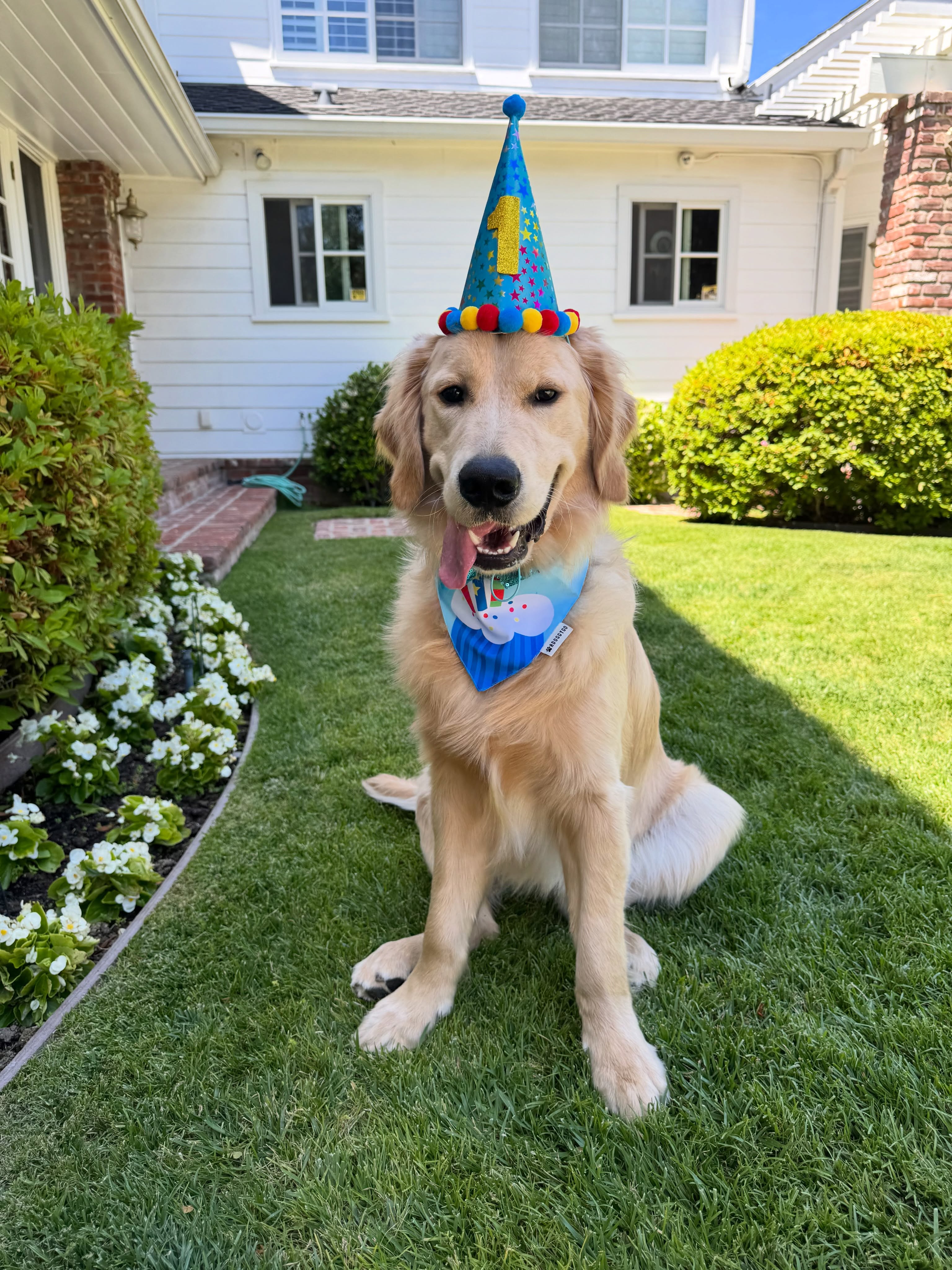 His personality is shining through in 2 pictures. A giant goofball with a really good nose. Happy 1st Birthday, Cody! 🥳🐾💙
🐾🐾🐾
Harley is a golden retriever allergen alert service dog trained to detect peanuts for her peanut allergic human. Harley is also known as Detective Harley, F.A.D.D. Food Allergy Detection Dog®️. Cody is her giant little brother and is training to be just like her. Joey was, and always will be, our one and only Treat Distribution Supervisor. We help food allergy families navigate snacks, restaurants, and food allergy life, one whiff at a time.
🐾 This account is for information only. You should be certain to conduct your own research to ensure your safety from your allergens.
🐾 We encourage sharing our content to help educate and spread food allergy awareness.
#foodallergies #servicedog #goldenretriever