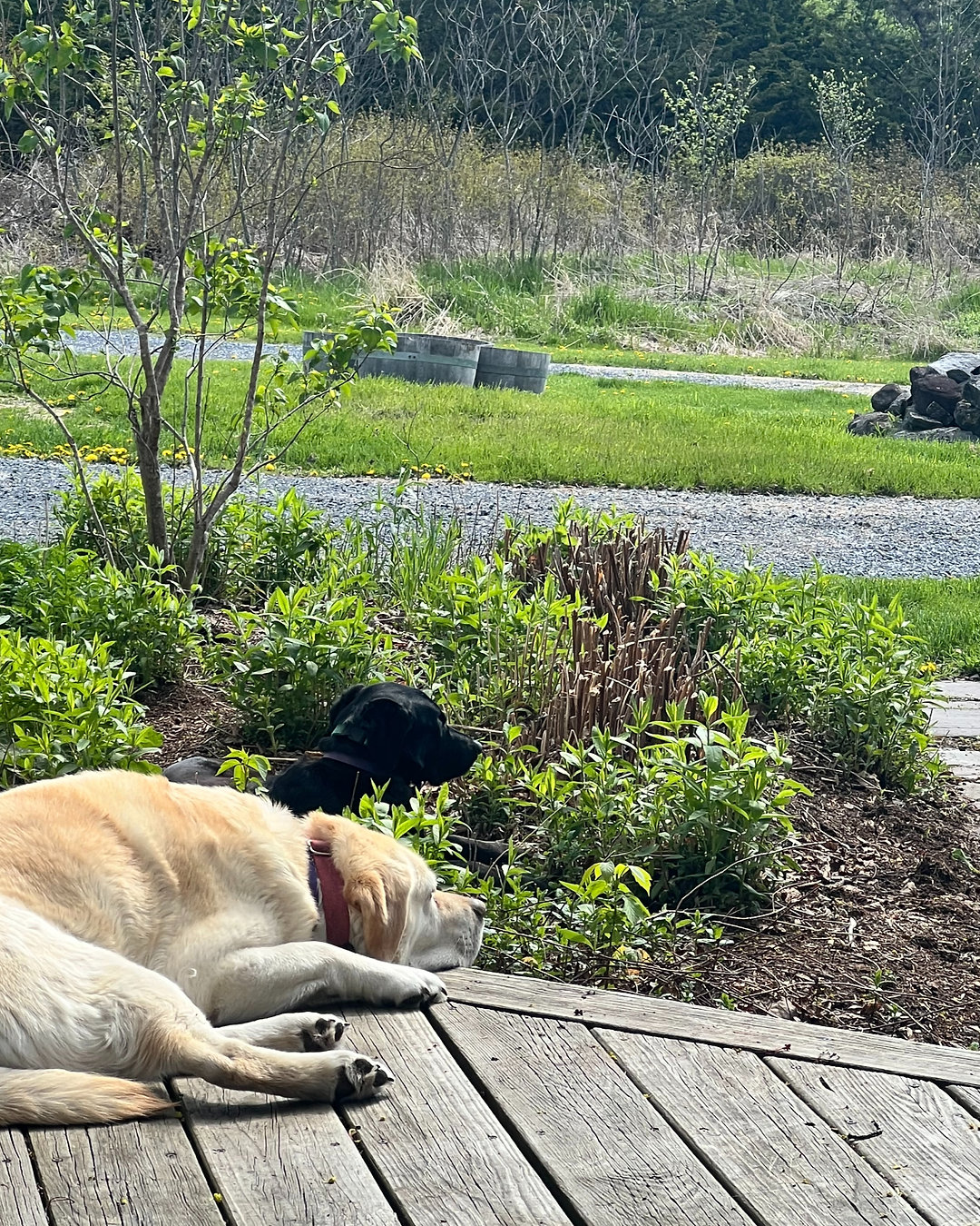I. LOVE. DOGS. 🐶✨ Lessons from Lena, the yellow lab — about comfort, connection, and finding joy in the small moments. New blog post up now. Link in Bio
#DogLessons #YellowLab #DogLove #FindJoy #MindfulMoments #CoachingLife