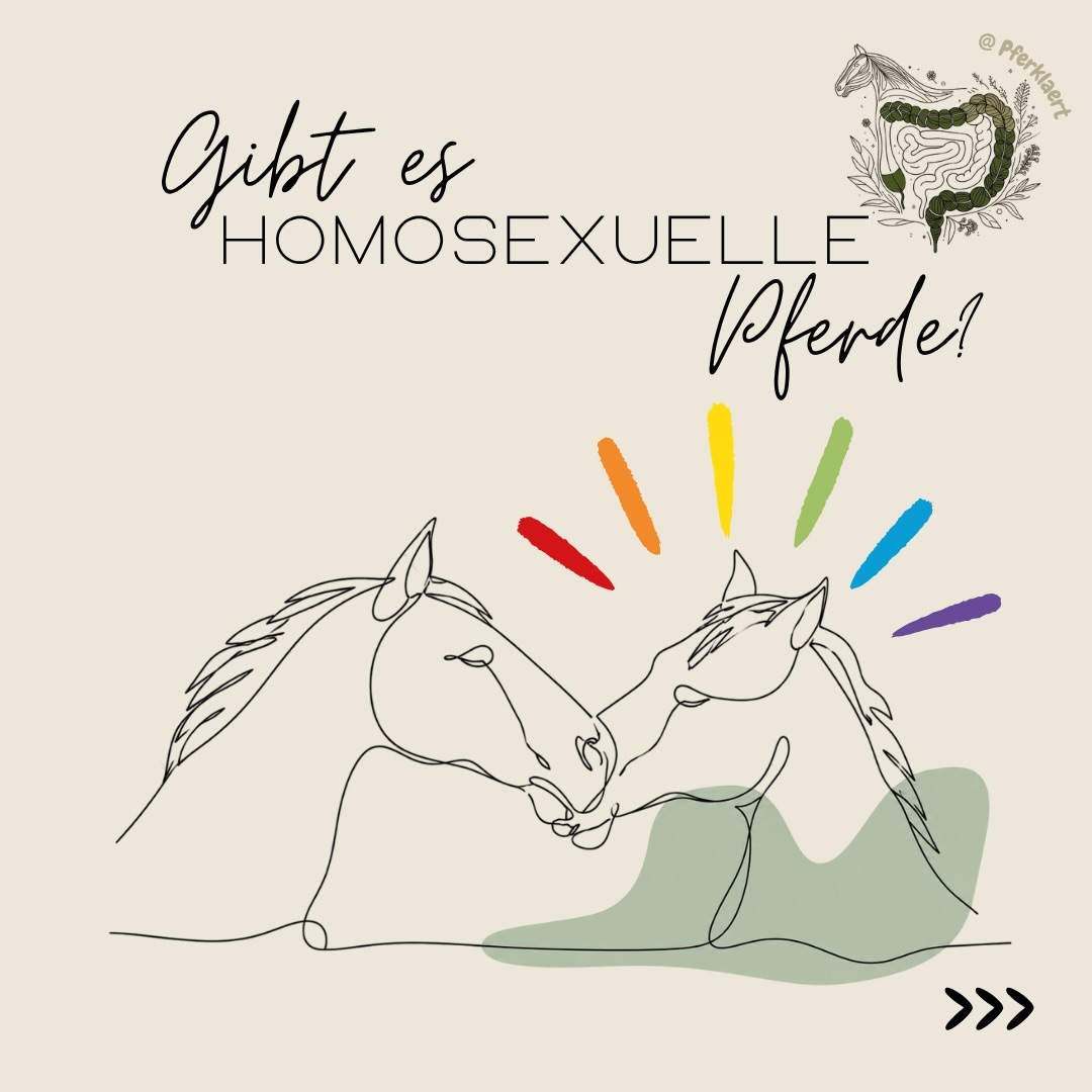 Eine Aussage hört man immer wieder: „Homosexualität ist unnatürlich – das gibt es in der Natur nicht.“ Tatsächlich zeigen wissenschaftliche Beobachtungen seit Jahrzehnten genau das Gegenteil.
🔬 Homosexuelles bzw. gleichgeschlechtliches Sexualverhalten wurde mittlerweile bei mehr als 1.500 Tierarten dokumentiert (Monk et al., 2019). Es kommt bei Säugetieren, Vögeln, Reptilien, Fischen, Insekten und vielen weiteren Tiergruppen vor.
Dabei geht es nicht nur um einzelne Beobachtungen. Bereits Dagg (1984) dokumentierte homosexuelles Verhalten bei 63 männlichen und 71 weiblichen Säugetierarten. Sommer & Vasey (2006) fassten zahlreiche Beispiele zusammen, darunter Delfine, Gänse, Flamingos, Bisons, Hirsche, Katzen und verschiedene Primatenarten.
🔬 Hinweis:
In der Forschung wird häufig zwischen gleichgeschlechtlichem Sexualverhalten (Same-Sex Sexual Behaviour, SSB) und einer tatsächlichen sexuellen Präferenz unterschieden.
Gleichgeschlechtliches Sexualverhalten beschreibt zunächst nur das beobachtete Verhalten – also beispielsweise Balz, Reitverhalten, Paarbindung oder sexuelle Interaktionen zwischen Individuen desselben Geschlechts.
Daraus lässt sich jedoch nicht automatisch schließen, dass ein Tier eine dauerhafte sexuelle Präferenz für gleichgeschlechtliche Partner besitzt.
Tatsächlich zeigen viele Tiere sowohl gleich- als auch gegengeschlechtliche Interaktionen. Eine ausschließliche oder überwiegende Präferenz für gleichgeschlechtliche Partner wurde bisher nur bei wenigen Arten eindeutig nachgewiesen (Vasey, 2002; Majdič, 2021).
🐾 Gleichgeschlechtliches Verhalten umfasst weit mehr als reine Sexualkontakte.
Je nach Tierart wurden unter anderem beobachtet:
✔️ Reitverhalten
✔️ Balzverhalten
✔️ gegenseitige Fell- oder Gefiederpflege
✔️ langfristige Paarbindungen
✔️ enge soziale Partnerschaften
✔️ gemeinsames Brut- oder Aufzuchtverhalten
✔️ eine tatsächliche Präferenz für gleichgeschlechtliche Partner
❓Warum gibt es dieses Verhalten überhaupt?
⬇️das erfährst du in den Kommentaren, da geht der Text weiter⬇️