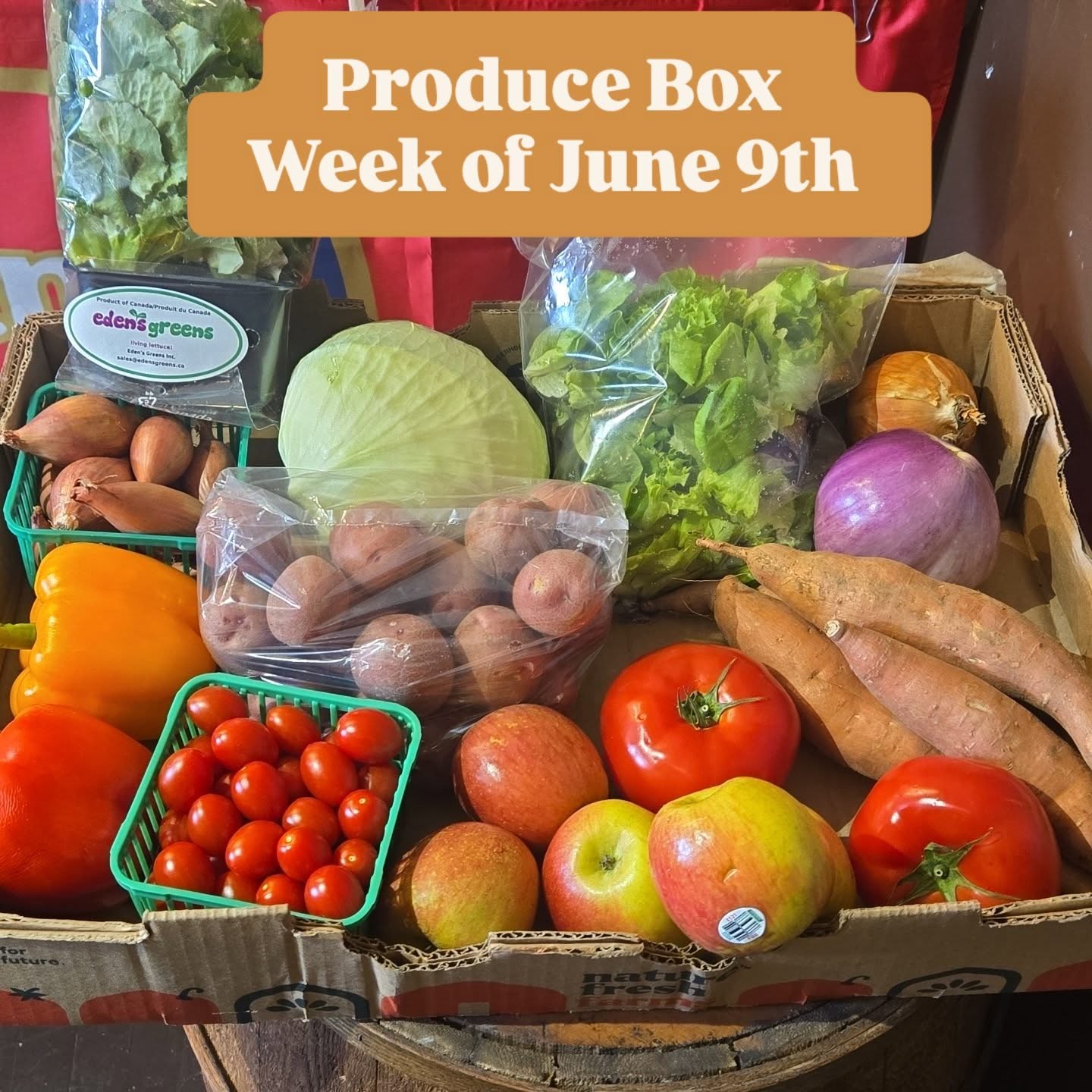 The $25 Produce Box is now live for the week of June 9th 2026
.
Available everyday @stevegreenfoods 10am-6pm
.
This week you will get :
Living Lettuce 🥬
Bell Peppers 🫑
Shallots
Cabbage
Sicilian Eggplant
Apples 🍎
Red Potatoes
Beefsteak Tomatoes 🍅
Sweet Potatoes
Salad Greens 🥗
Grape Tomatoes
.
.
Always Fresh
Always 🇨🇦
Always Local
.
.
#windsorfoodieCounty #locallygrown ##519windsor ##yqgmade
