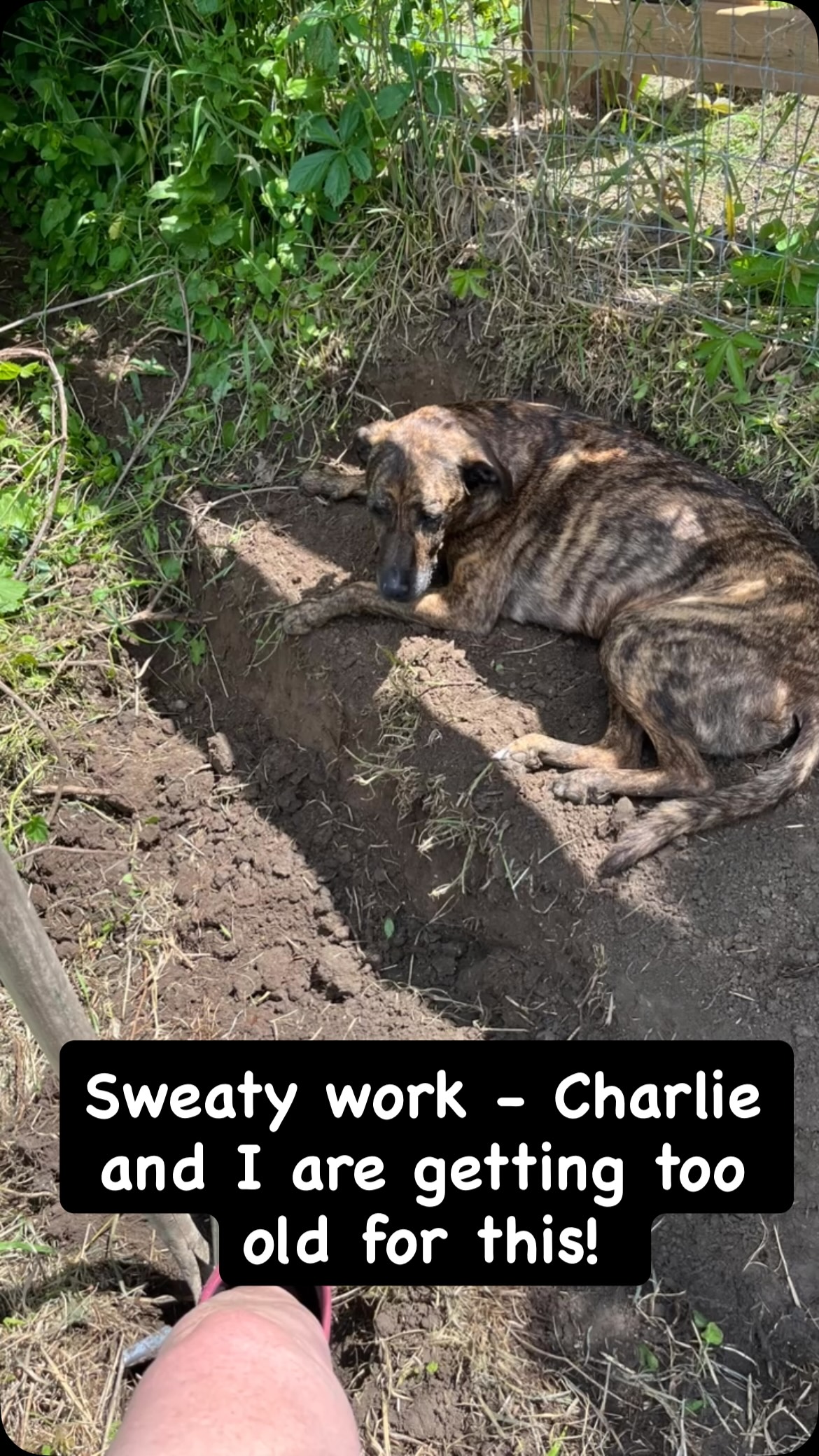 Charlie is a mama’s boy so follows me everywhere even to dig the back stairs out. Lots of water breaks today! #thistlehousefarm #carefarm #dogs #summerweather #sweaty