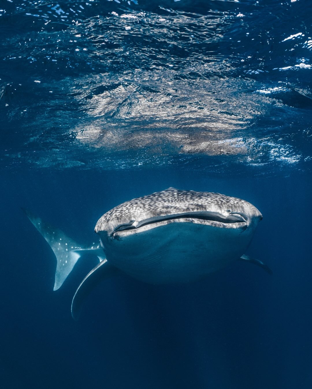 Happy World Ocean Day 💙
Today we celebrate the ocean that connects us all.
From the endless blue waters and thriving reefs to unforgettable encounters and moments of wonder out on the water, the ocean has a way of inspiring, humbling and reminding us just how special our natural world is.
We’re grateful every day to share this incredible place and to play a small part in helping protect it for generations to come.
Happy World Ocean Day.
Photos @ollieclarkephoto @beclaidlaw.photography @lauratierney @annalofiphoto
#WorldOceanDay #NingalooReef #CoralBay #LoveTheOcean #exmouth