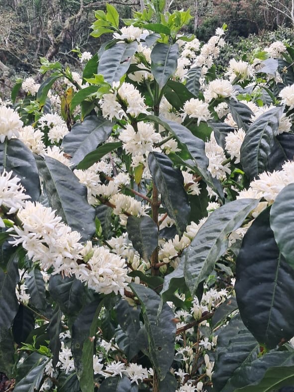 A promising bloom across the Estate☕️✨
The first step towards Harvest 2027
#elgigante #elgiganteestate #coffeefarm #specialtycoffee #coffeeblooms