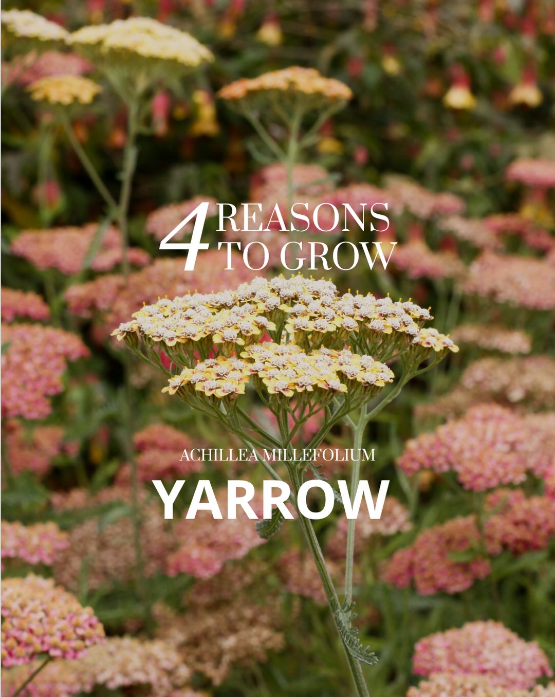Native to California and thriving in our climate, yarrow is one of the hardest-working plants you can add to your landscape, and the best part? We have it in stock and it’s blooming RIGHT NOW!
Whether you’re building a pollinator garden, going low-water, or just want something effortlessly beautiful, yarrow is your answer.
👇 Tap the link in bio to shop blooming yarrow before it’s gone!
#moosacreeknursery #moosacreeknatives #californianativeplants #nativehabitat #waterwise