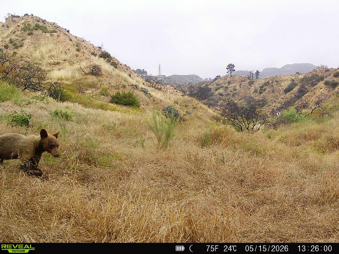 An unexpected bear. Sometimes the cell cams yield surprises, like this small bear expoloring the Chaney Trail Corridor last month. Images that didn’t send via cell when they occurred, but were held in the camera memory card. On occasion, a trip out to the cams to pull the cards yields some fun surprises. This small bear explored at least three different areas, using deer trails. One was a steep, impressive feat (see the bear pulling itself up from the ledge). It got right up to the cameras to check them out. On a few occasions it doubled back as if looking or exploring and was last seen heading down into Millard Canyon. Hope to see this bear again.