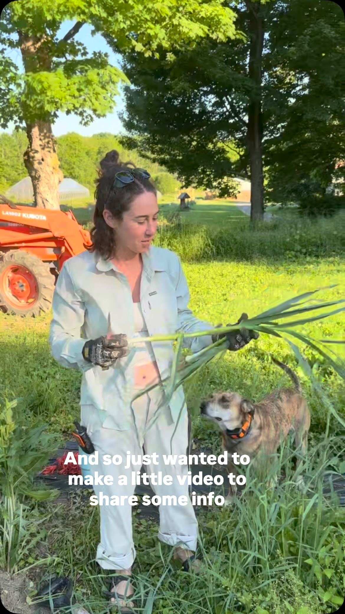 Green Garlic fun facts and cooking tips straight from the field this morning! *******************************************************Spirits are high as we harvest for our first distribution of the season later today!